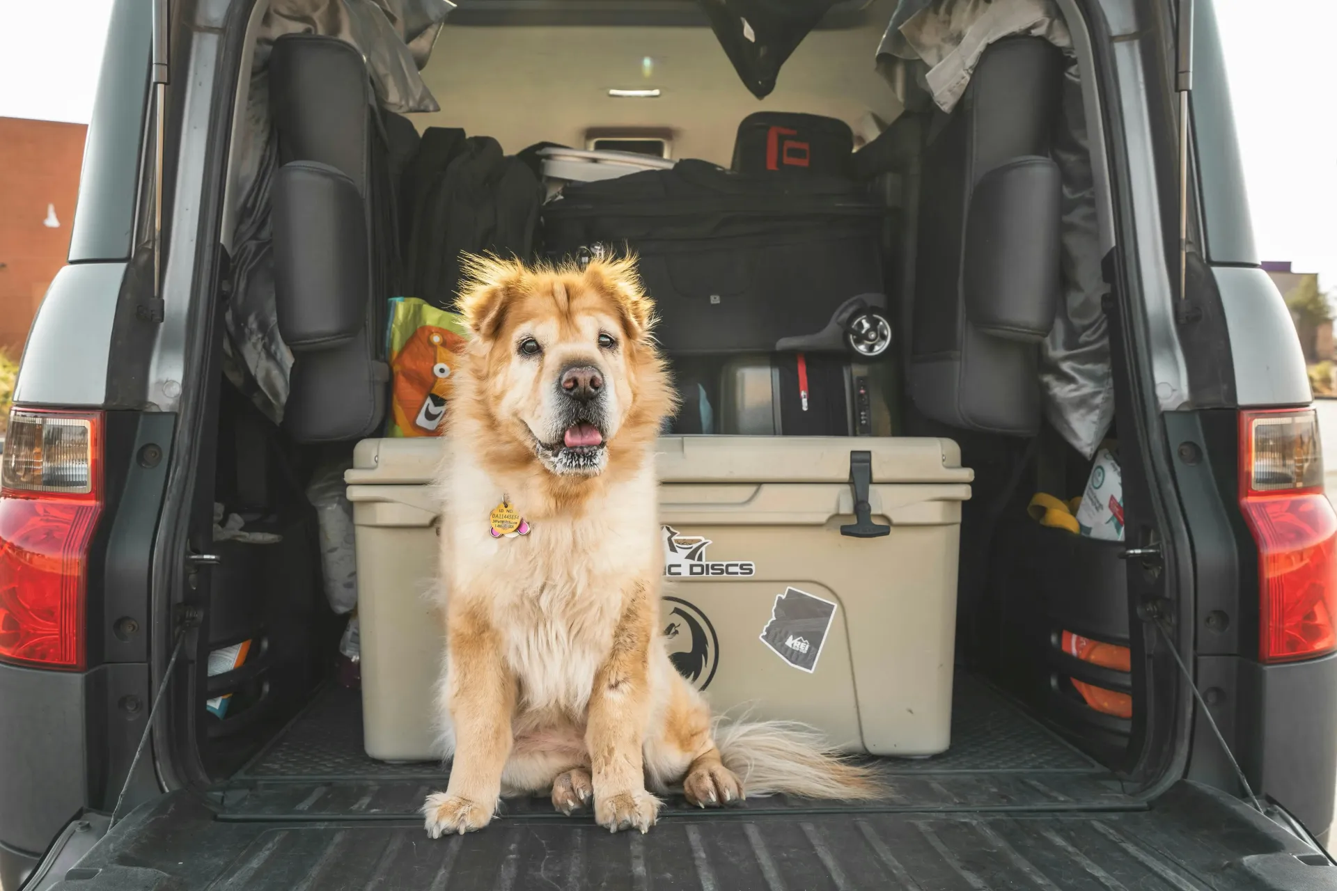 Cachorro em um porta-malas de um carro