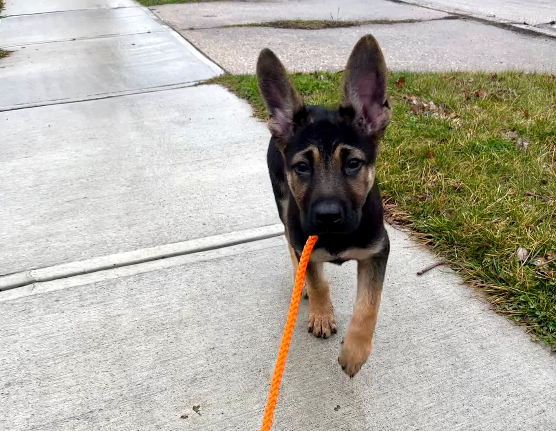 German Shepherd puppy on a leash walking toward the camera on a sidewalk beside grass.