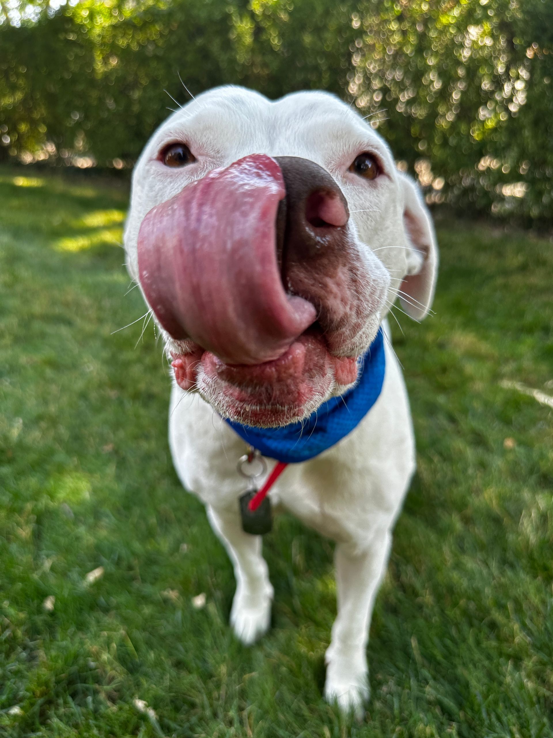 White dog licking its nose, wearing a blue collar, standing on green grass.