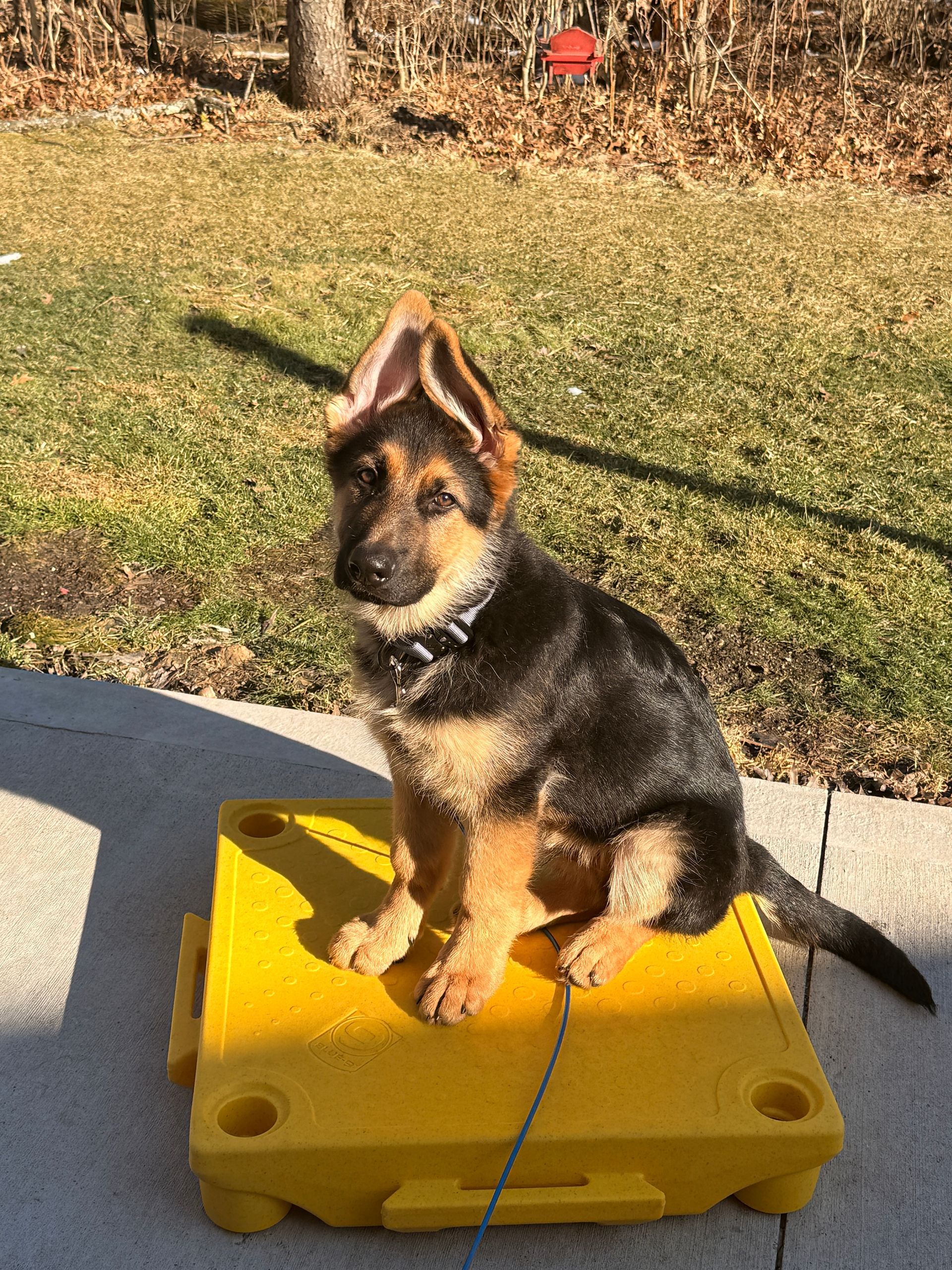 German Shepherd puppy sitting on a yellow platform outdoors in a sunny yard