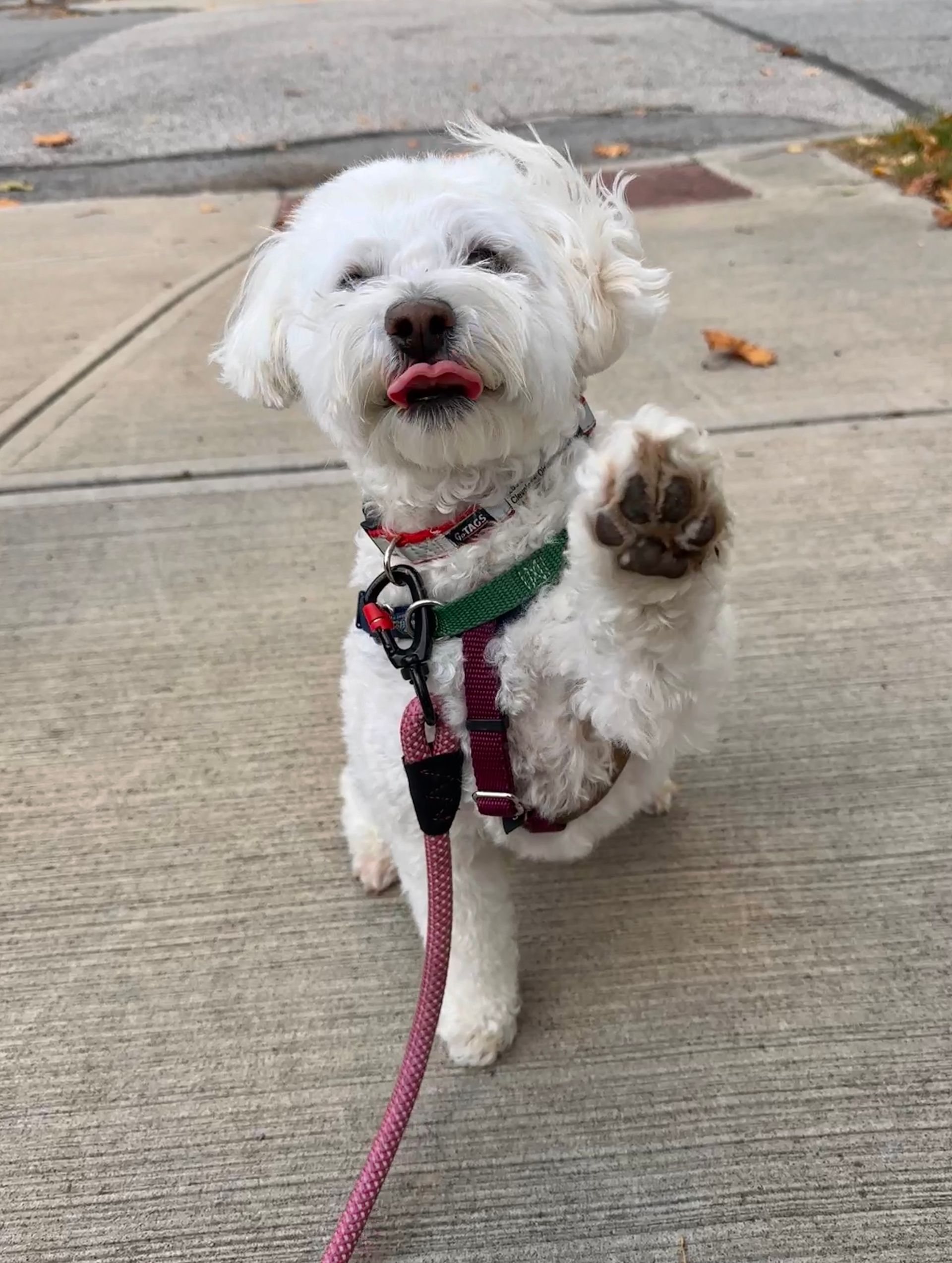 White dog with tongue out and paw raised, sitting on a sidewalk next to a leash.