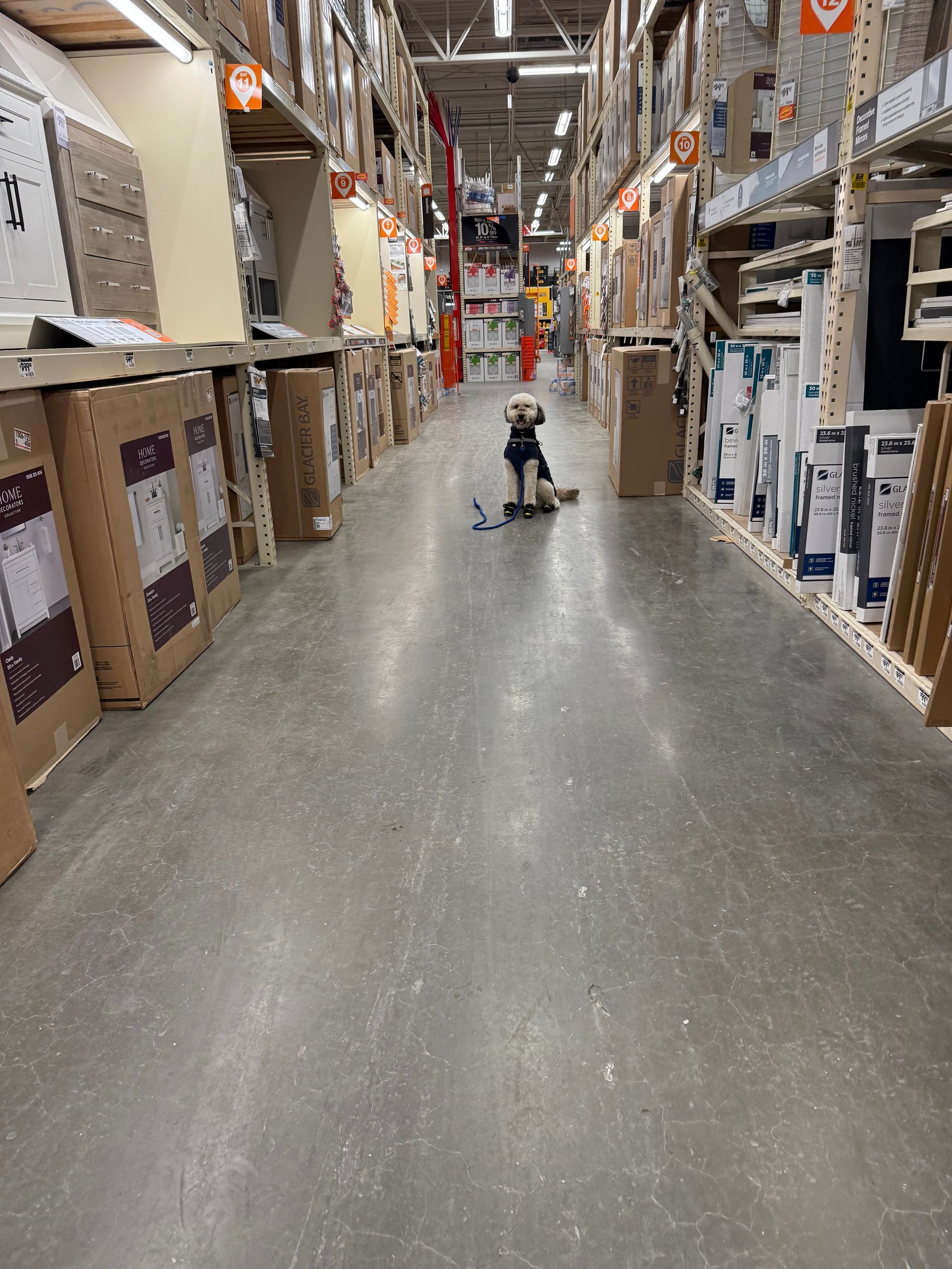 Dog sitting in a Home Depot aisle, looking forward. Boxes and shelves line the corridor. 