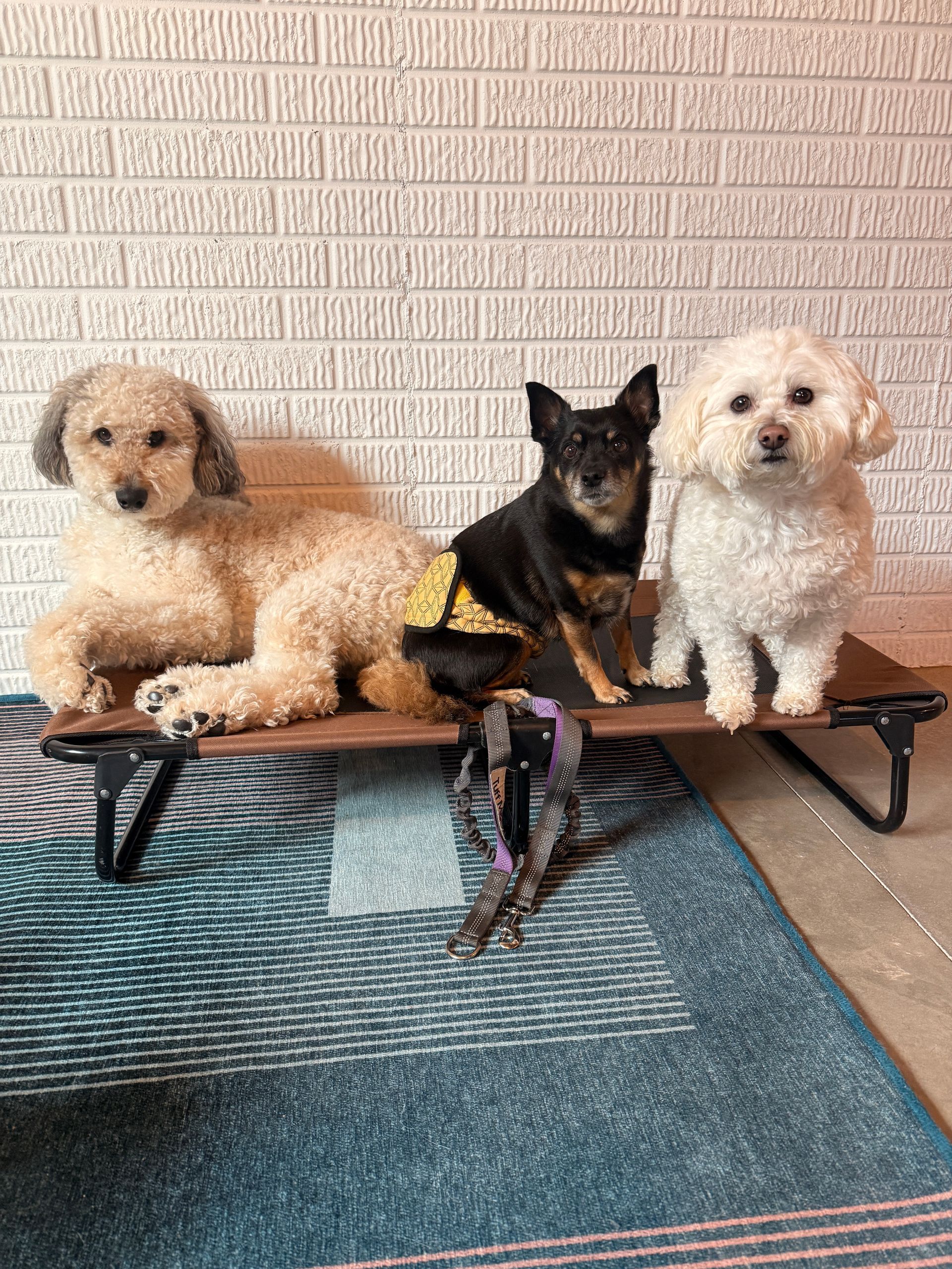 Three dogs sitting on a raised platform, against a brick wall. One is beige, one is black, and one is white.
