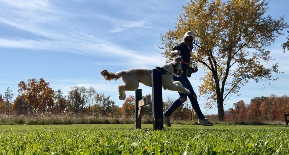 Dog jumping over a hurdle with Lex in a field. Blue sky, fall foliage in the background.