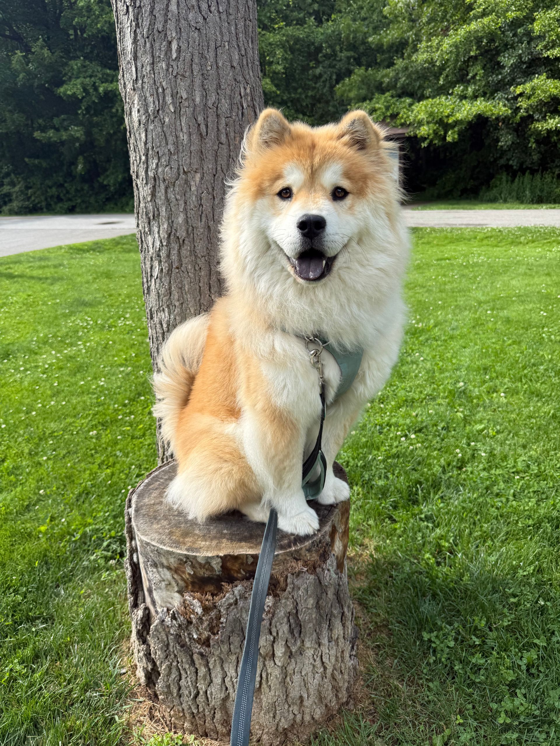 Fluffy, brown-orange and white  Chusky dog sitting on a tree stump in a grassy area with its mouth open.