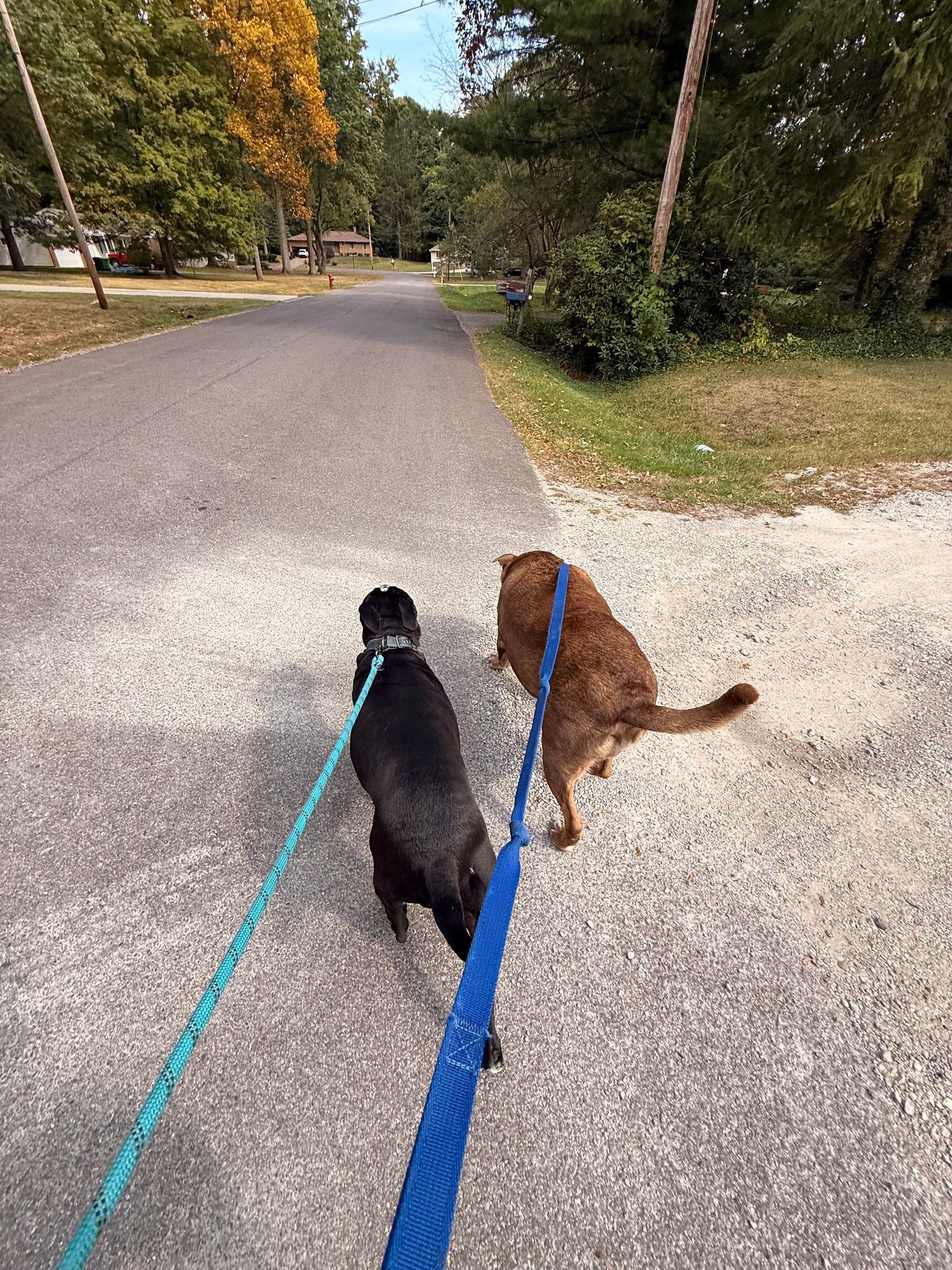 Two dogs on leashes walking down a road. One is black, the other brown.