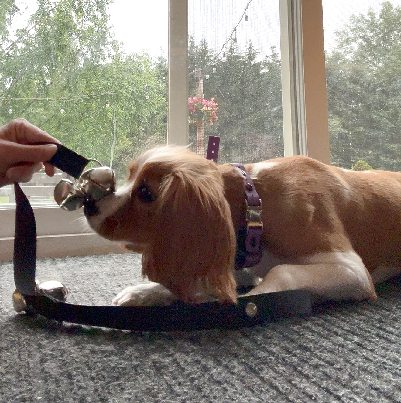 Cavalier king charles dog with red and white fur, ringing a bell in trainers hand with its nose.