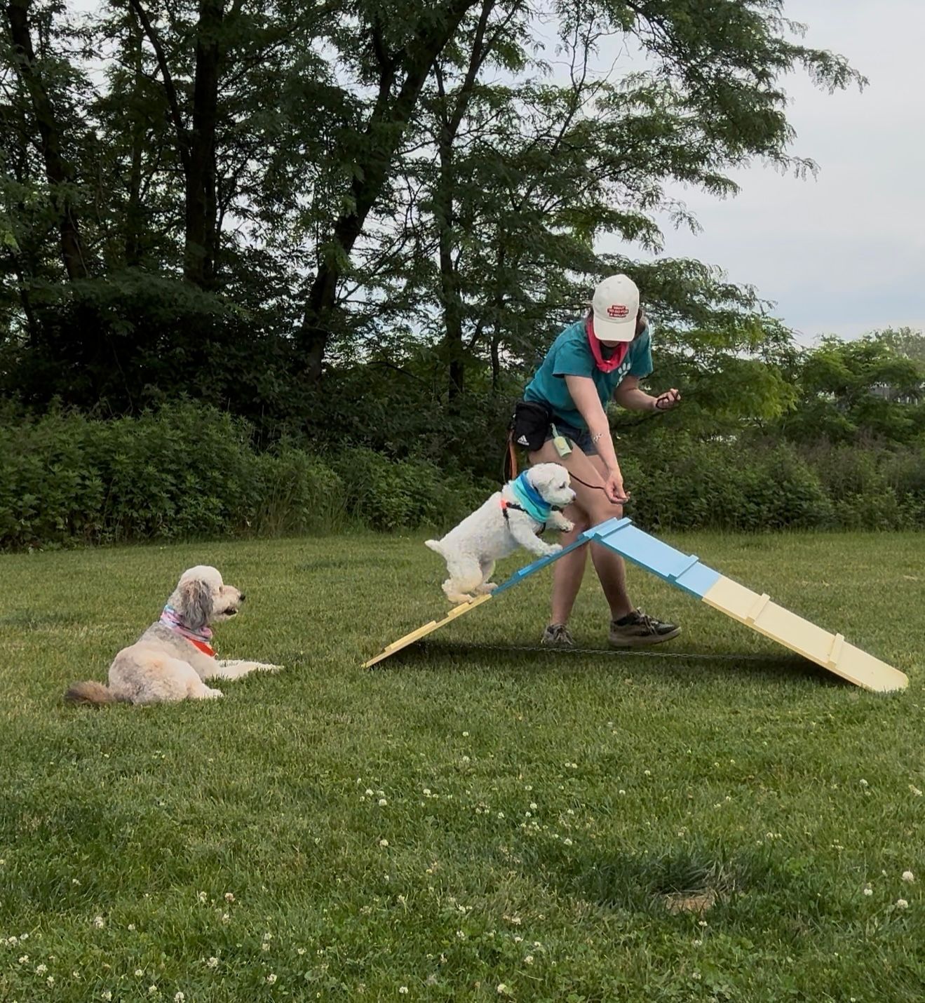 Lex and dog on a A-frame; another dog watches. Outdoors, green grass and trees.
