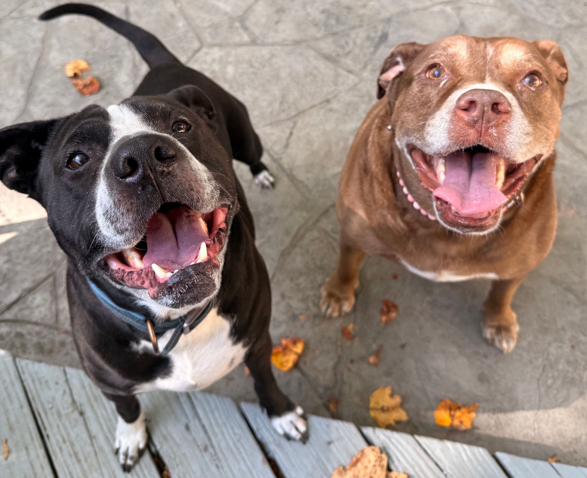 Two happy dogs looking up, one black and white, one brown, with open mouths.
