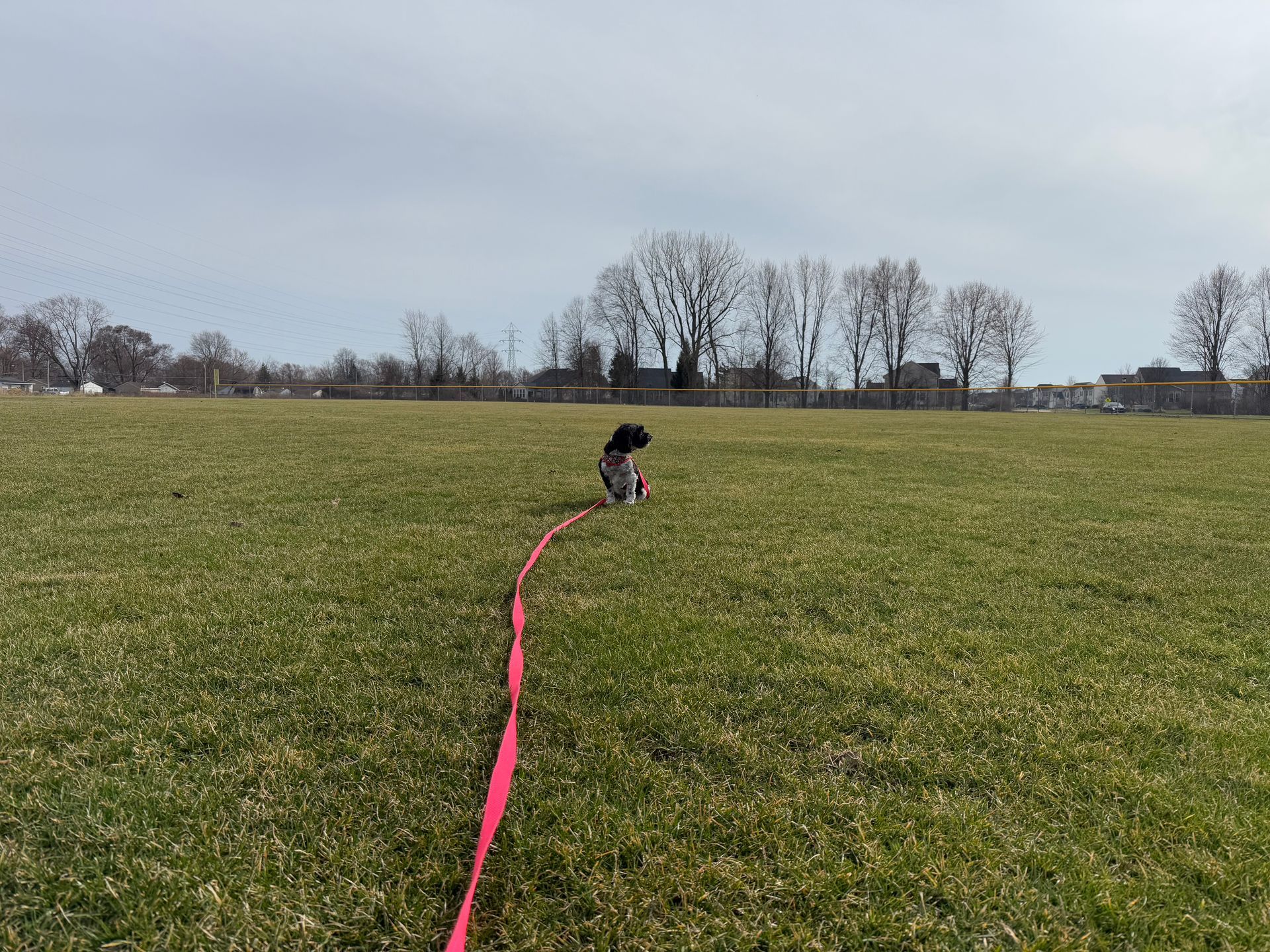 Dog on a pink long leash in a grassy field on a sunny day practicing recall skills.
