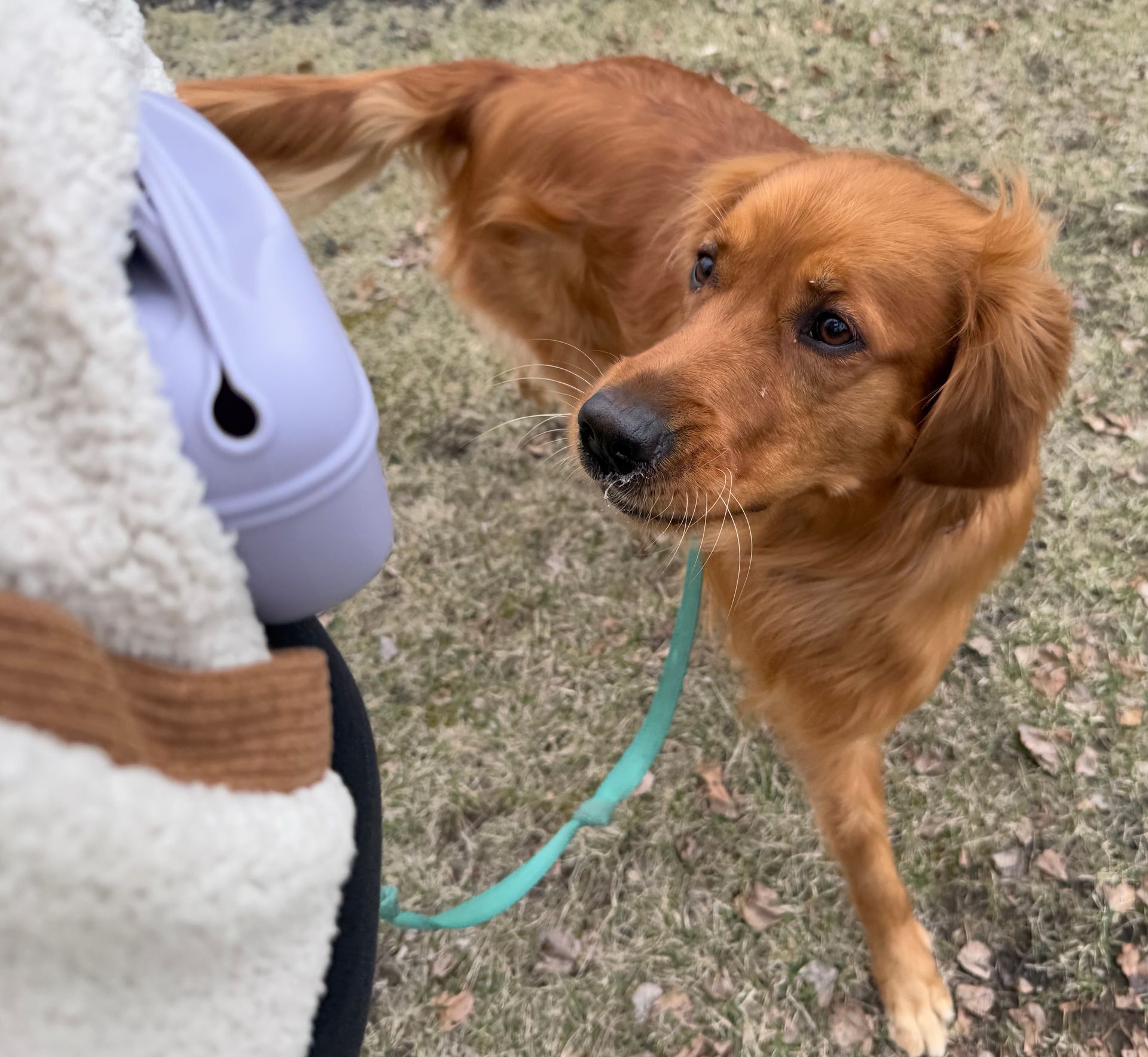 Golden retriever on leash looking up at a purple treat pouch on trainers waist pouch while practicing heeling.