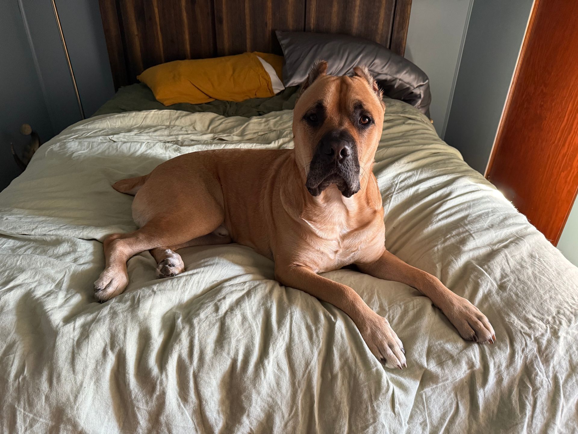 Tan dog lying on a bed with light green sheets, looking at the camera. Wooden headboard in the background.