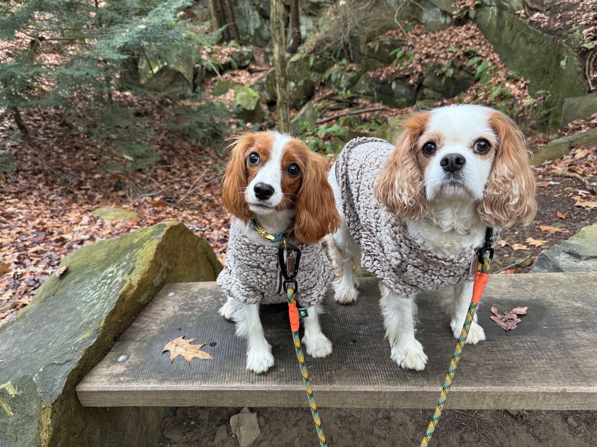 Two Cavalier King Charles Spaniels wearing sweaters stand on a stone bench in a wooded metropark.