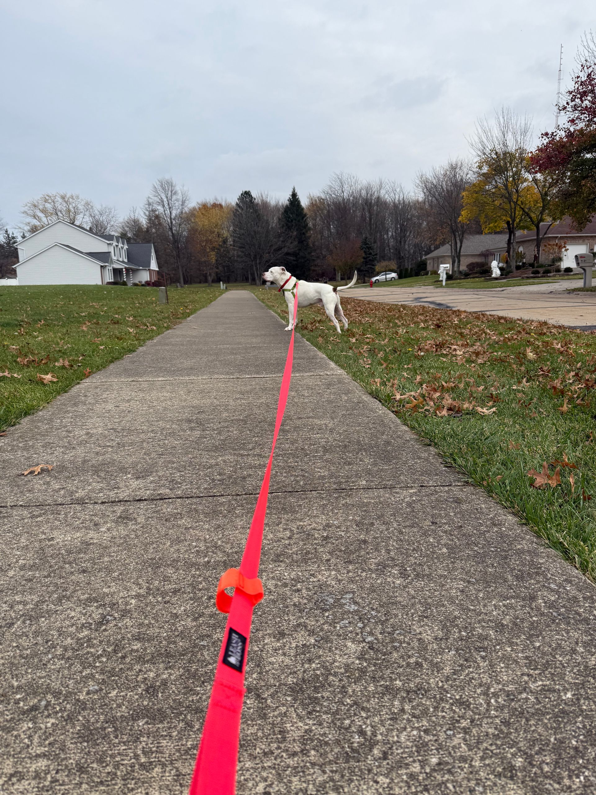White dog on a long line leash, standing on a sidewalk, green grass, fall leaves, cloudy sky.