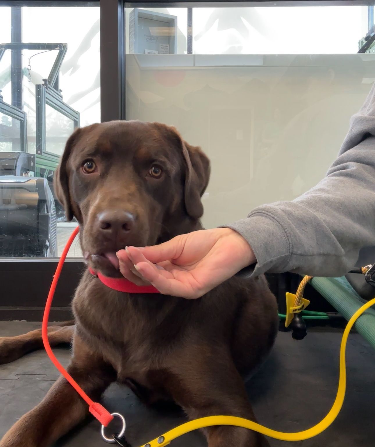 Brown dog wearing a red collar, being fed a treat by a person in a gray sleeve indoors.
