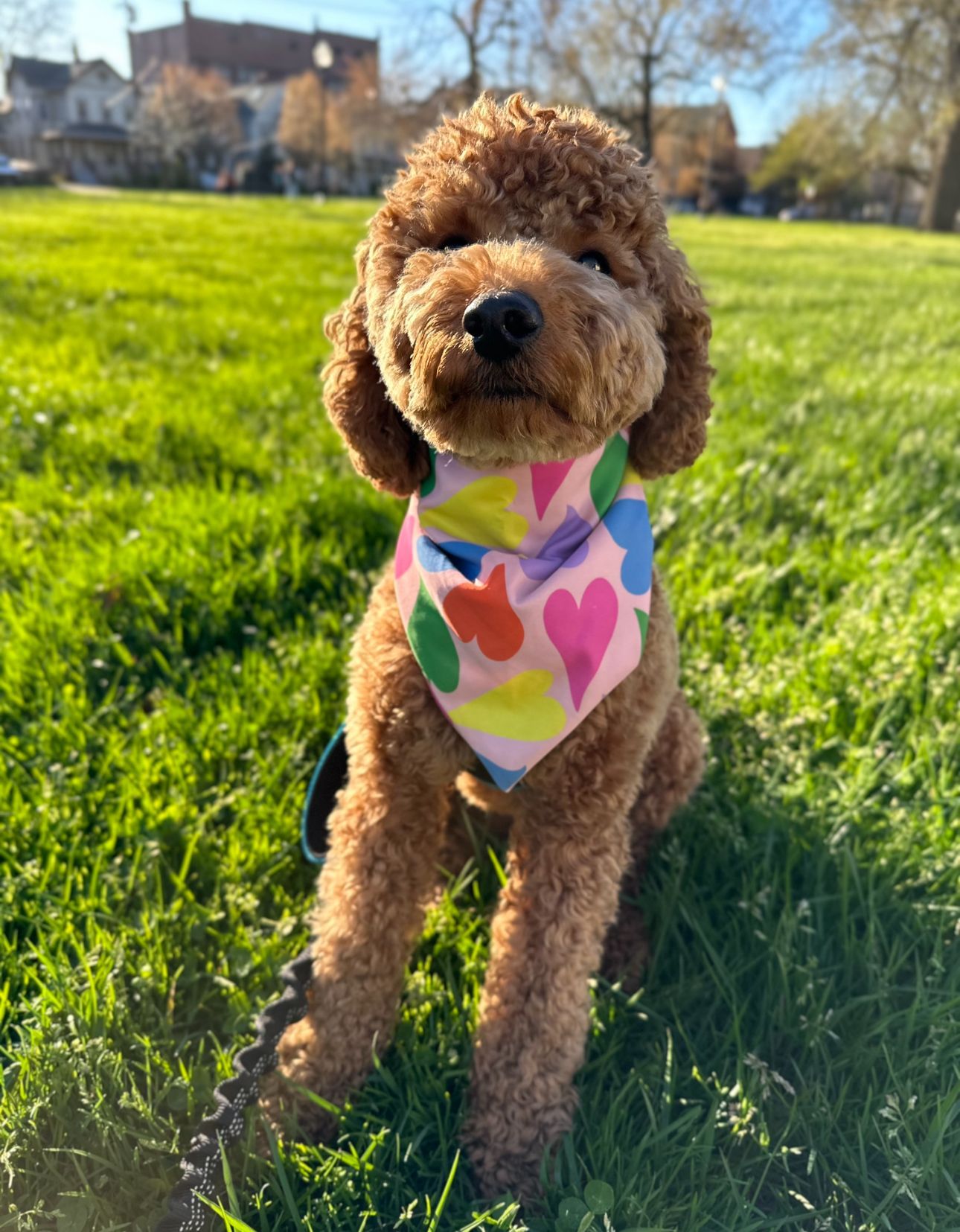 Curly brown dog wearing a colorful bandana, sitting in bright green grass on a sunny day.