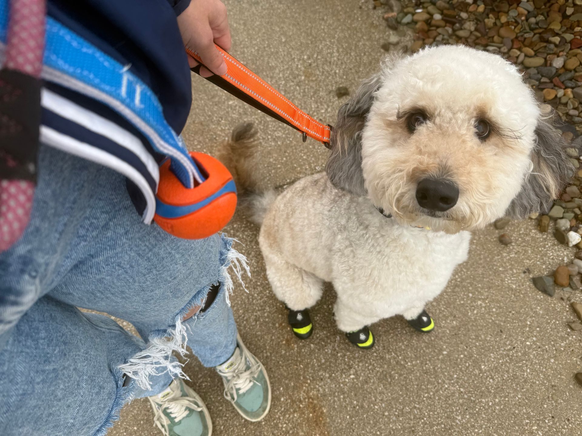 dog with a lightcoat and dark ears, wearing black boots. It sits on a sidewalk, looking up at the person holding its leash.
