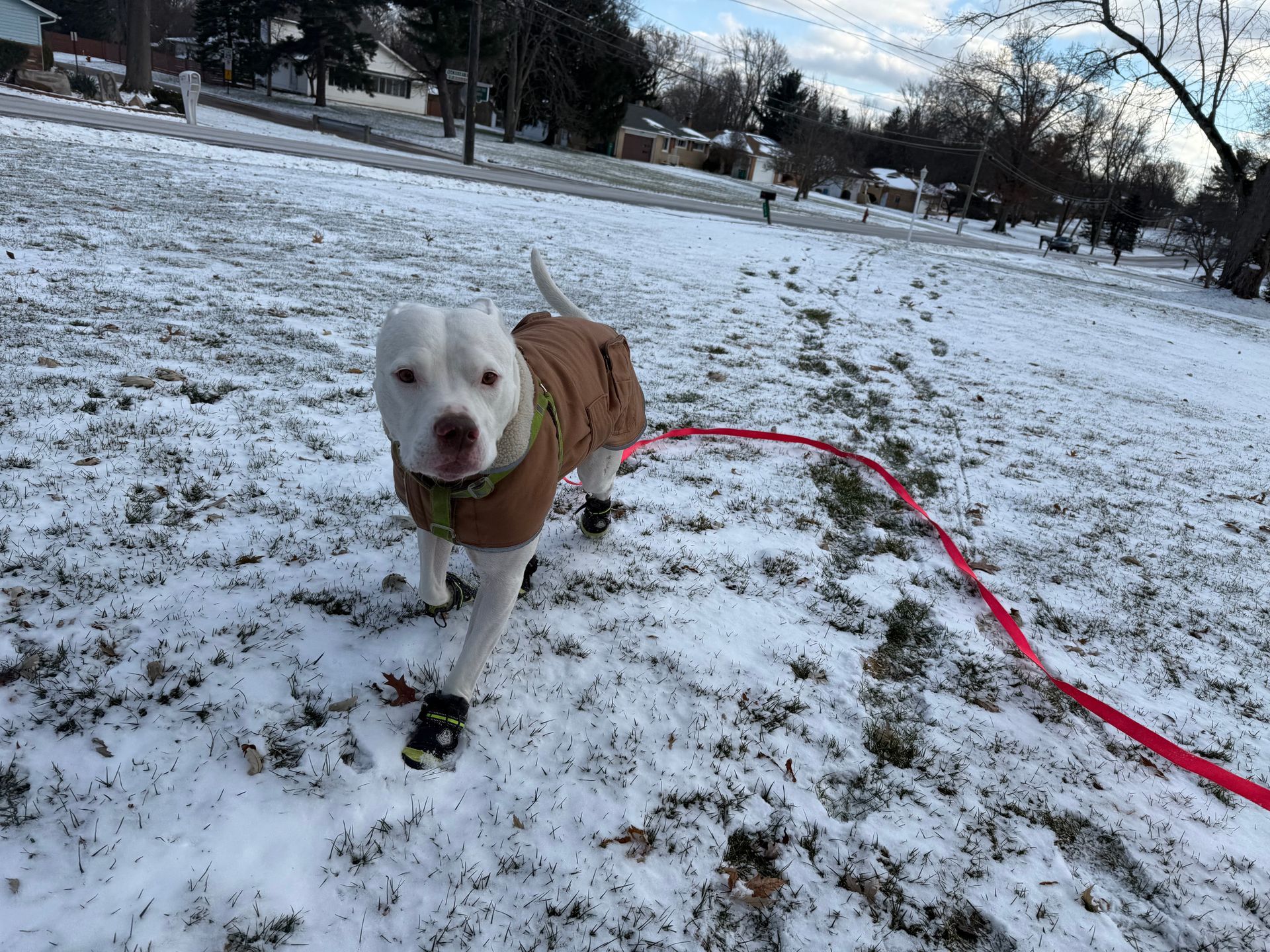 White dog in brown coat and booties walks in the snow, on a leash.