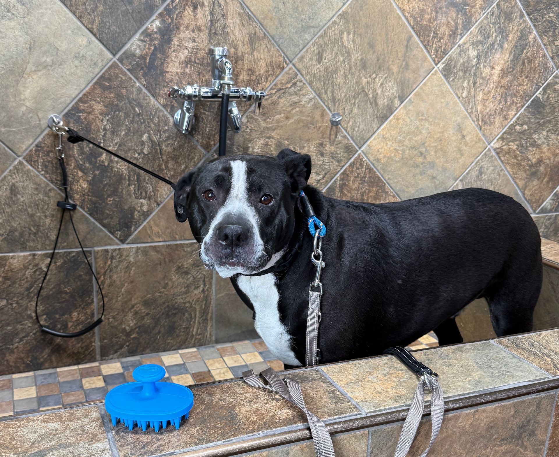 Black and white dog in a tiled shower stall, looking at the camera. A blue scrub brush is nearby.