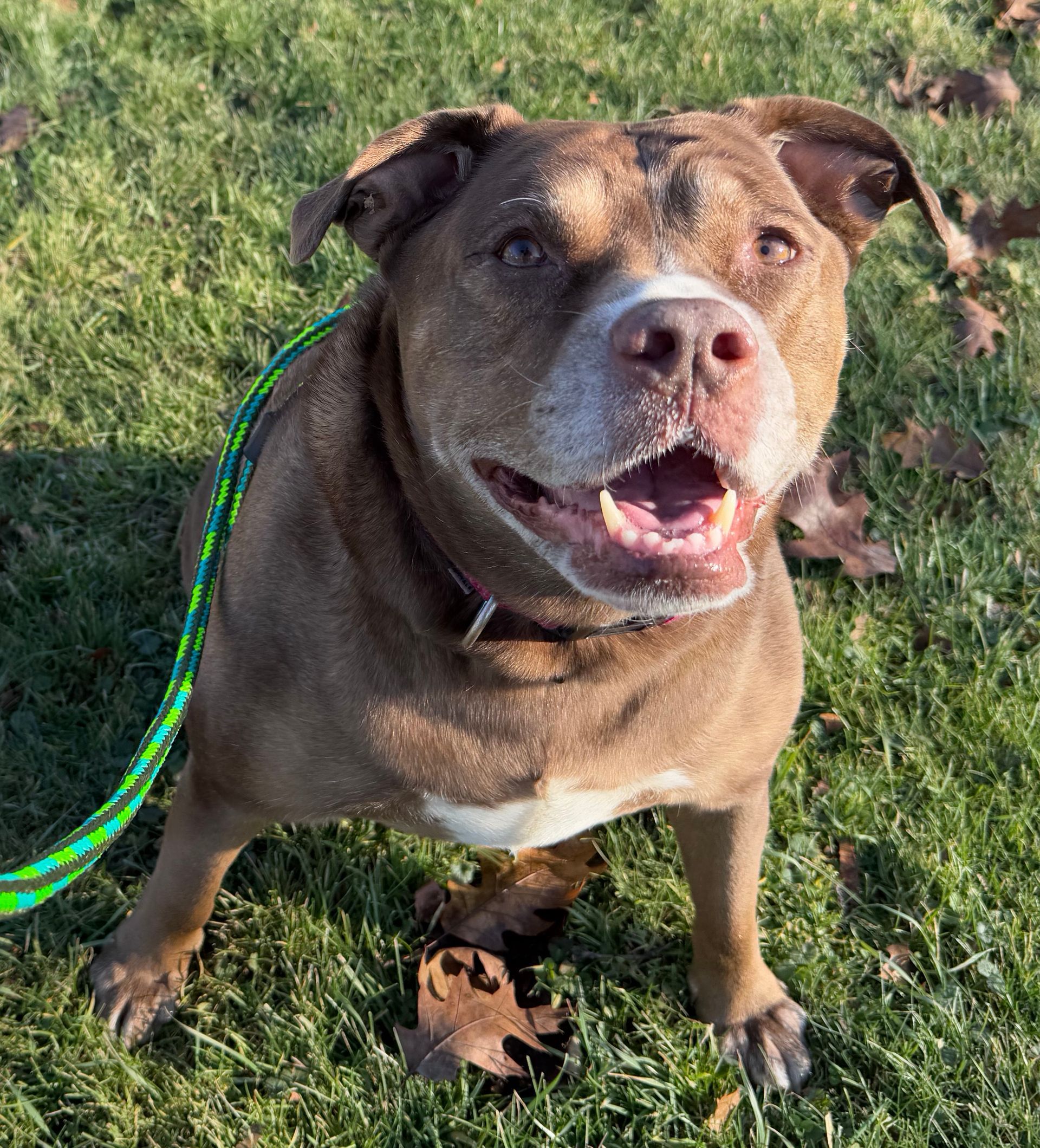 Brown dog with open mouth and pink nose sits on grass, wearing collar and leash.