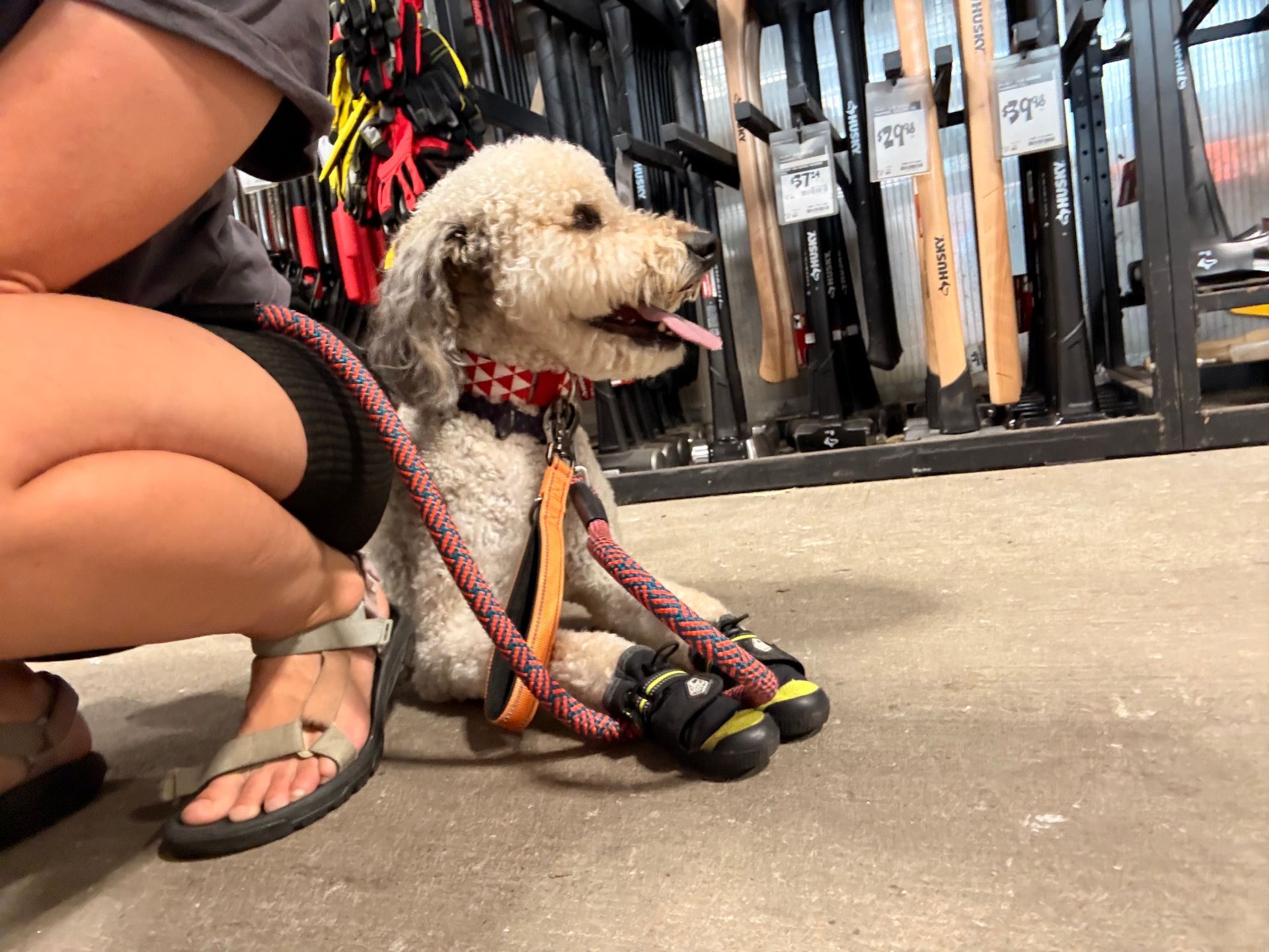 Dog wearing boots sits with person in a hardware store. Dog has tongue out and wearing black shoes.