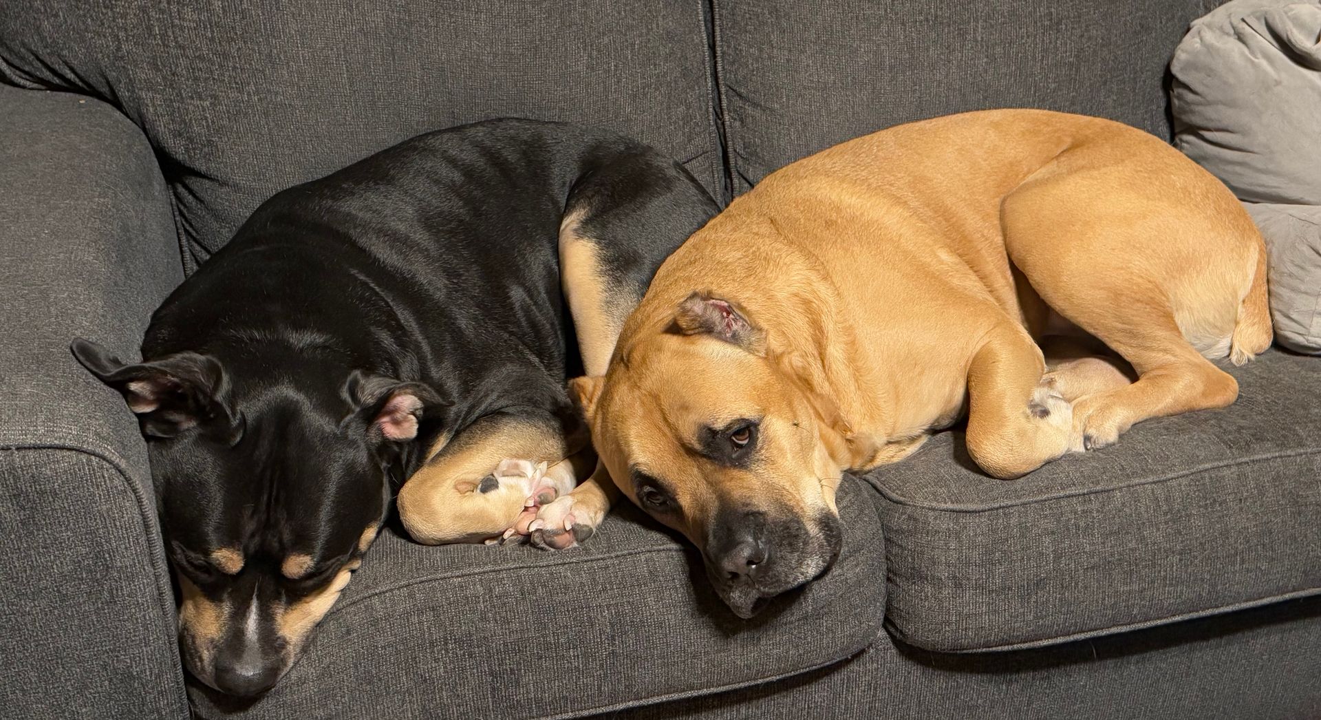 Two dogs, a black and tan Bully mix, and a tan Cane Corso, curled up asleep on a gray couch next to each other.