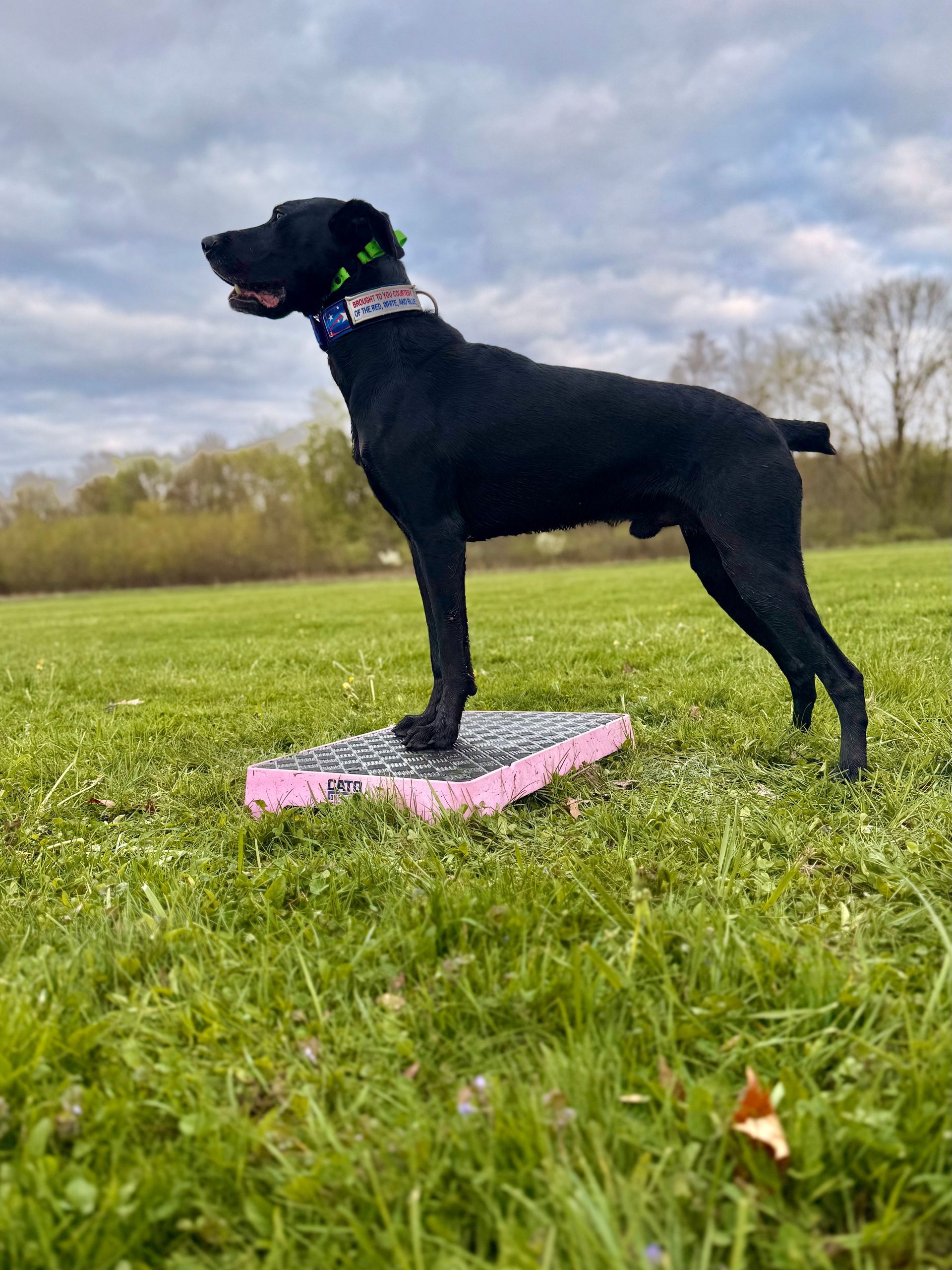 Black GSP dog stands on a pink platform, Cato board, in a grassy field. Overcast sky in background.