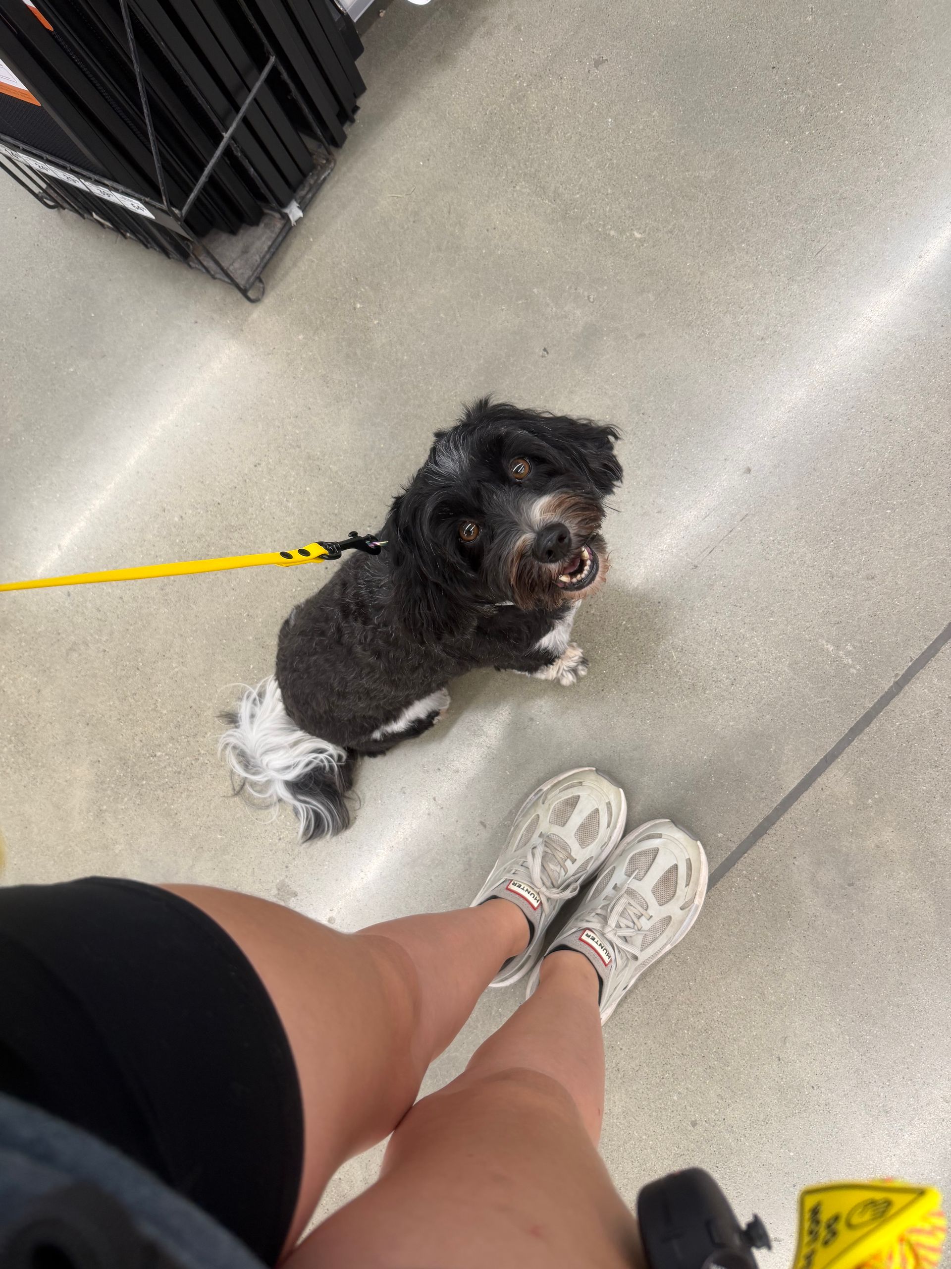 Tan and white dog wearing a yellow collar and leash, standing on a sidewalk with a happy expression.
