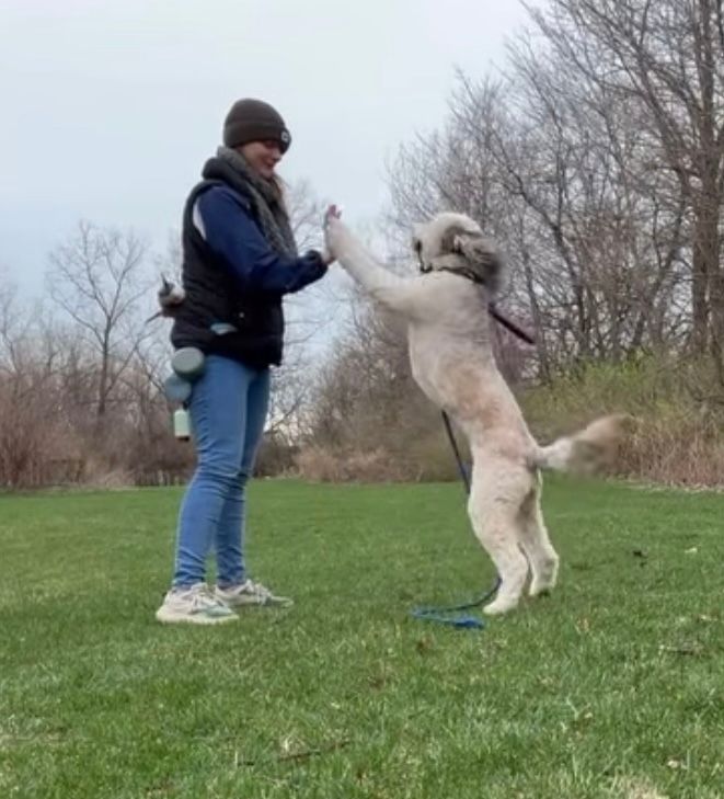 Lex giving high-five to a large, white dog standing on its hind legs in a grassy area.
