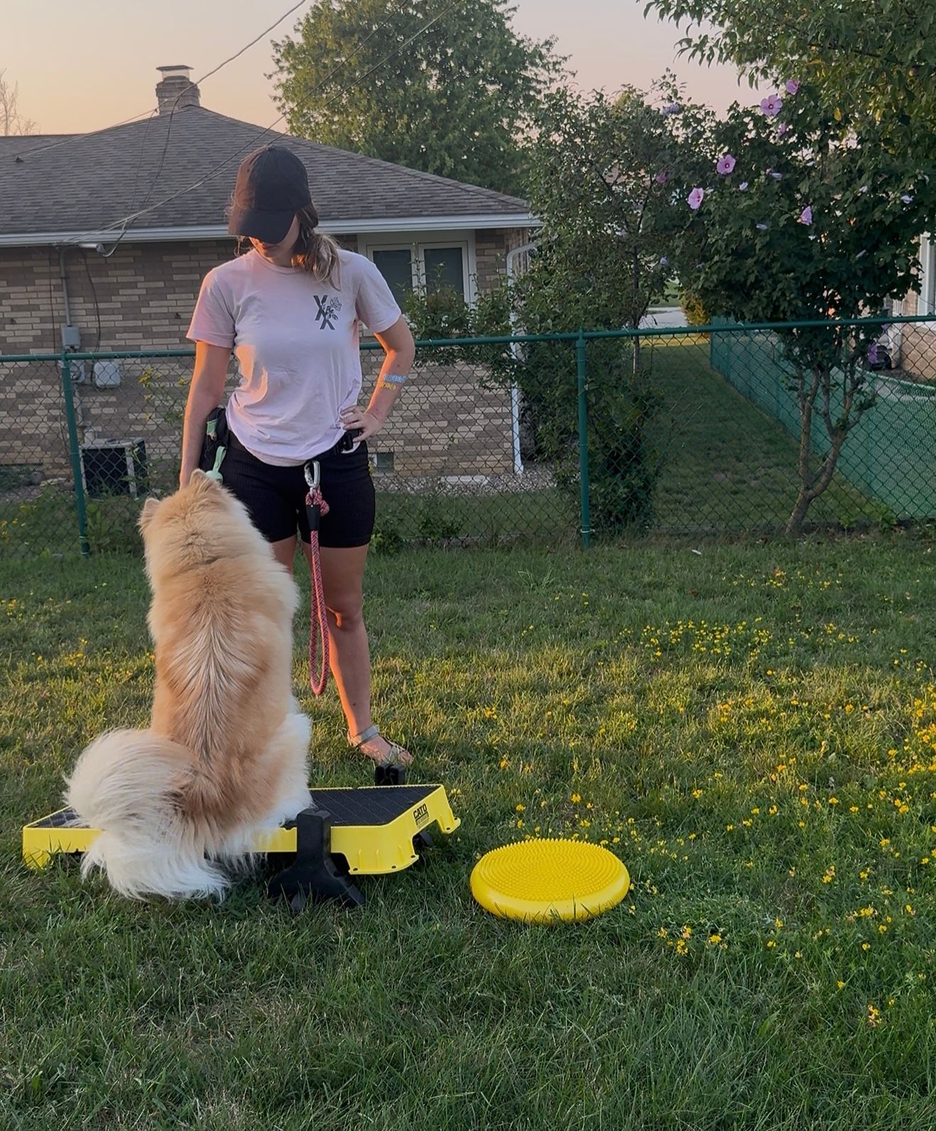 Lex trains fluffy dog on a backyard platform; dog sitting on board.
