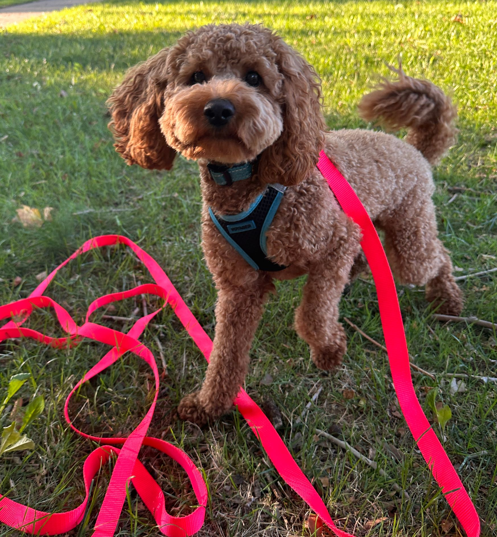 Curly brown dog on a leash standing on grass, wearing a black and blue lined harness with pink long leash nearby.