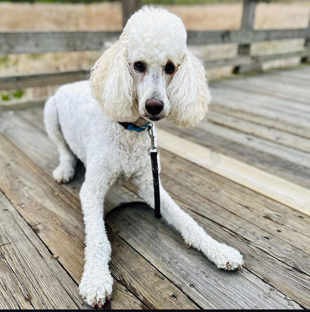 White poodle with a blue collar, lying on a wooden deck, looking at the camera.