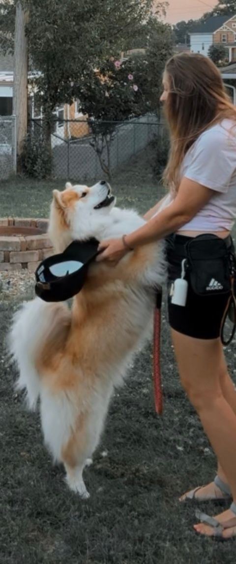 A fluffy dog standing up on its hind legs against Lex, looking up at a Lex, looking at each other. They're on a grassy lawn.