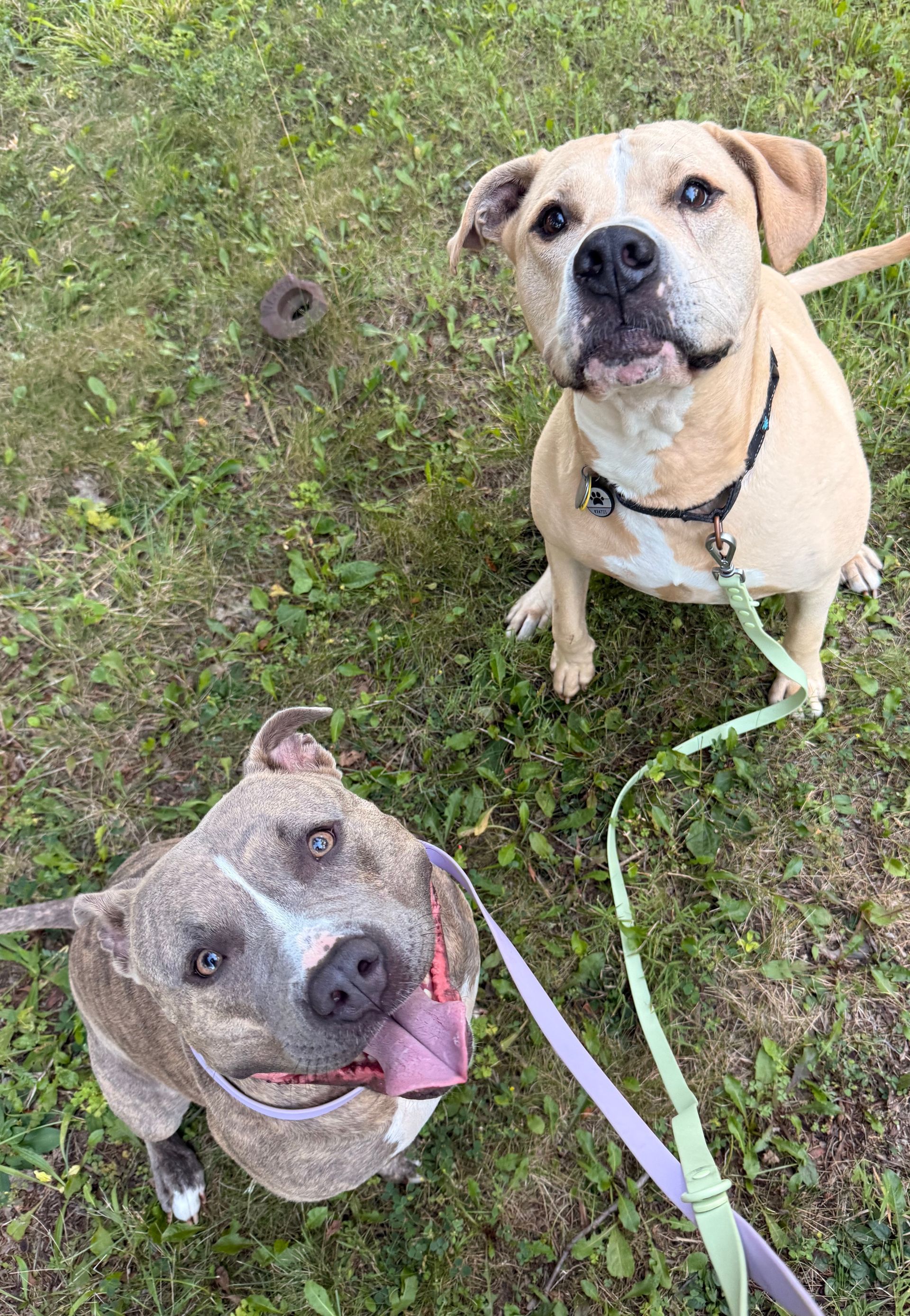 Two dogs sit on grass, looking up. One is tan, the other is brindle. Both wear collars and leashes.