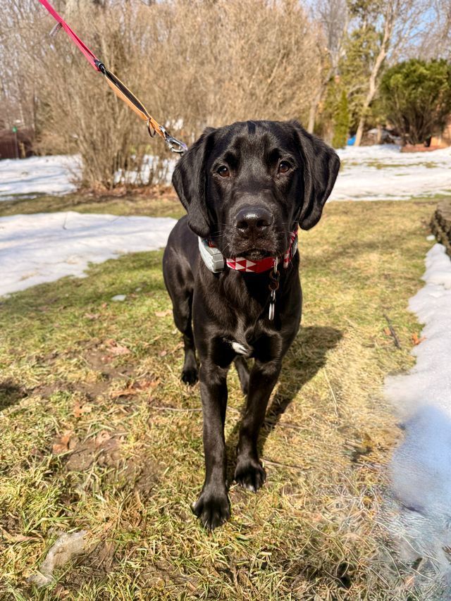 Black Labrador puppy on a leash walking toward the camera on a grassy path with snow patches.