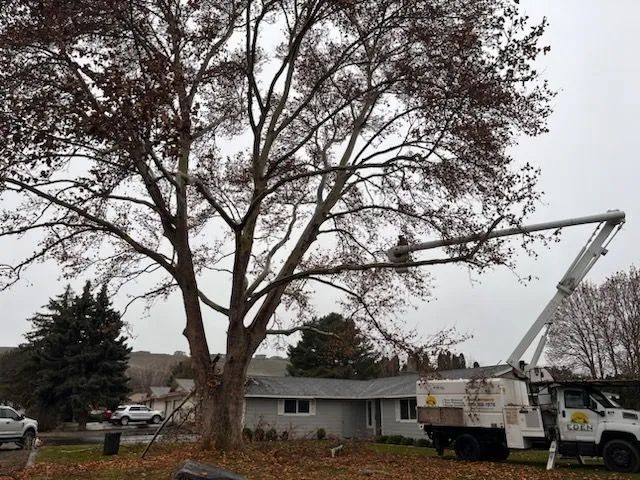 Project Gallery | Eden Landscaping & Tree Service
