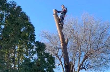 Man in harness atop tree stump, using chainsaw against blue sky.