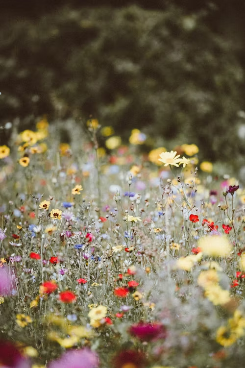 Colorful wildflowers in a field, including yellow, red, purple, and blue blossoms.