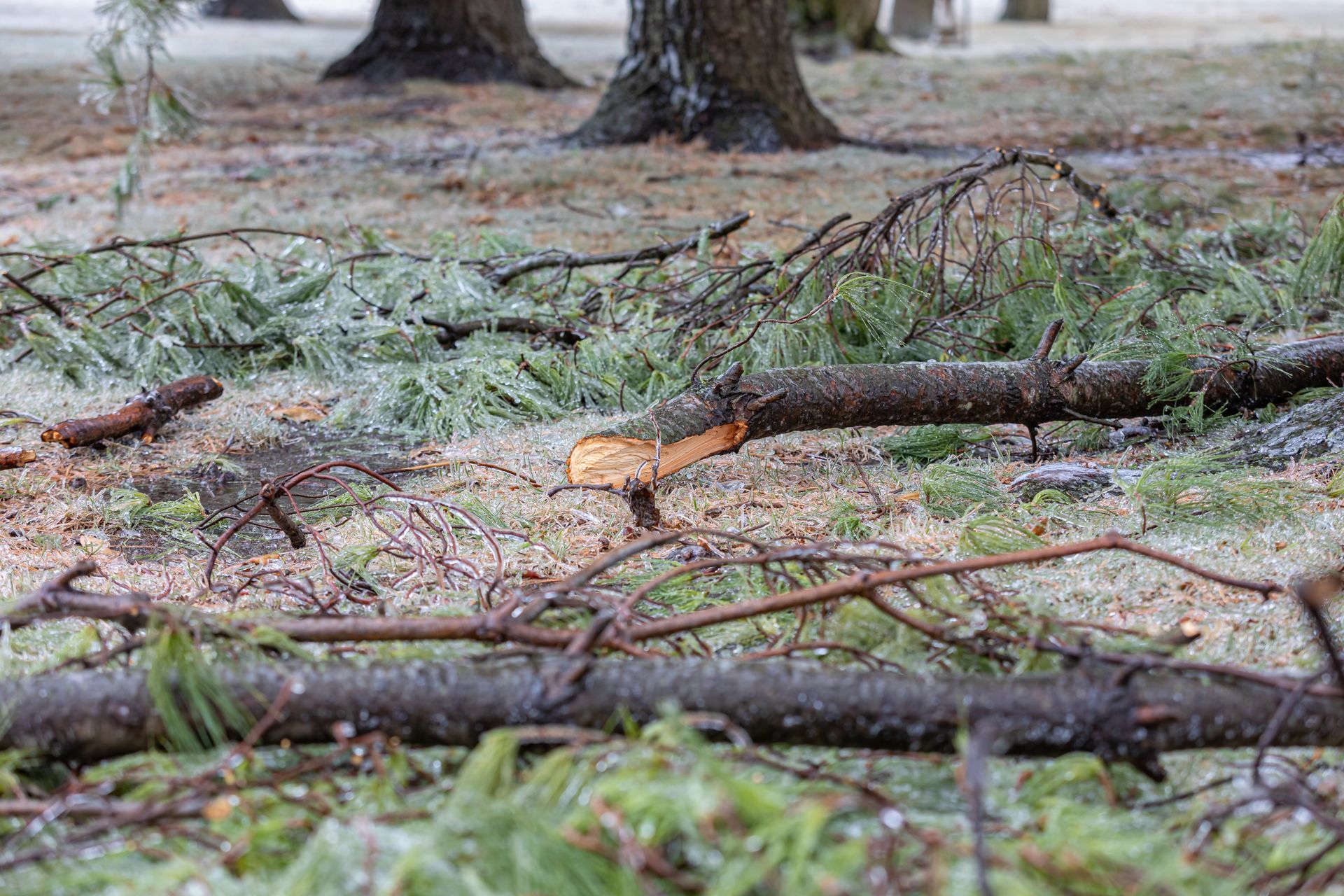 Fallen tree branches and debris scattered across a frosty forest floor near tree trunks