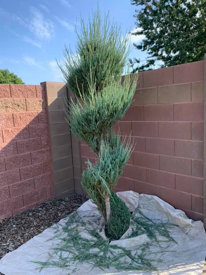 A large tree is sitting in front of a brick wall.