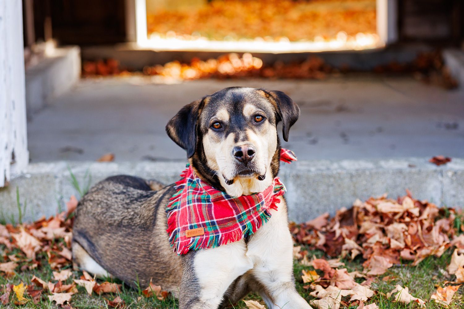 Small dog wearing a red plaid bandana sitting on leaves outdoors near a porch - family photos