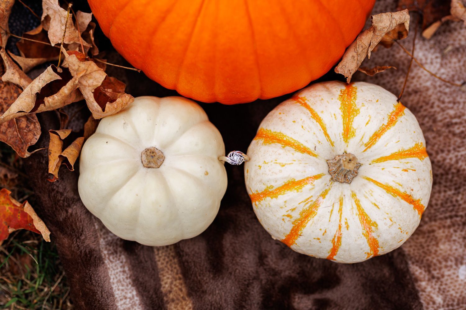 Engagement ring held by two pumpkins