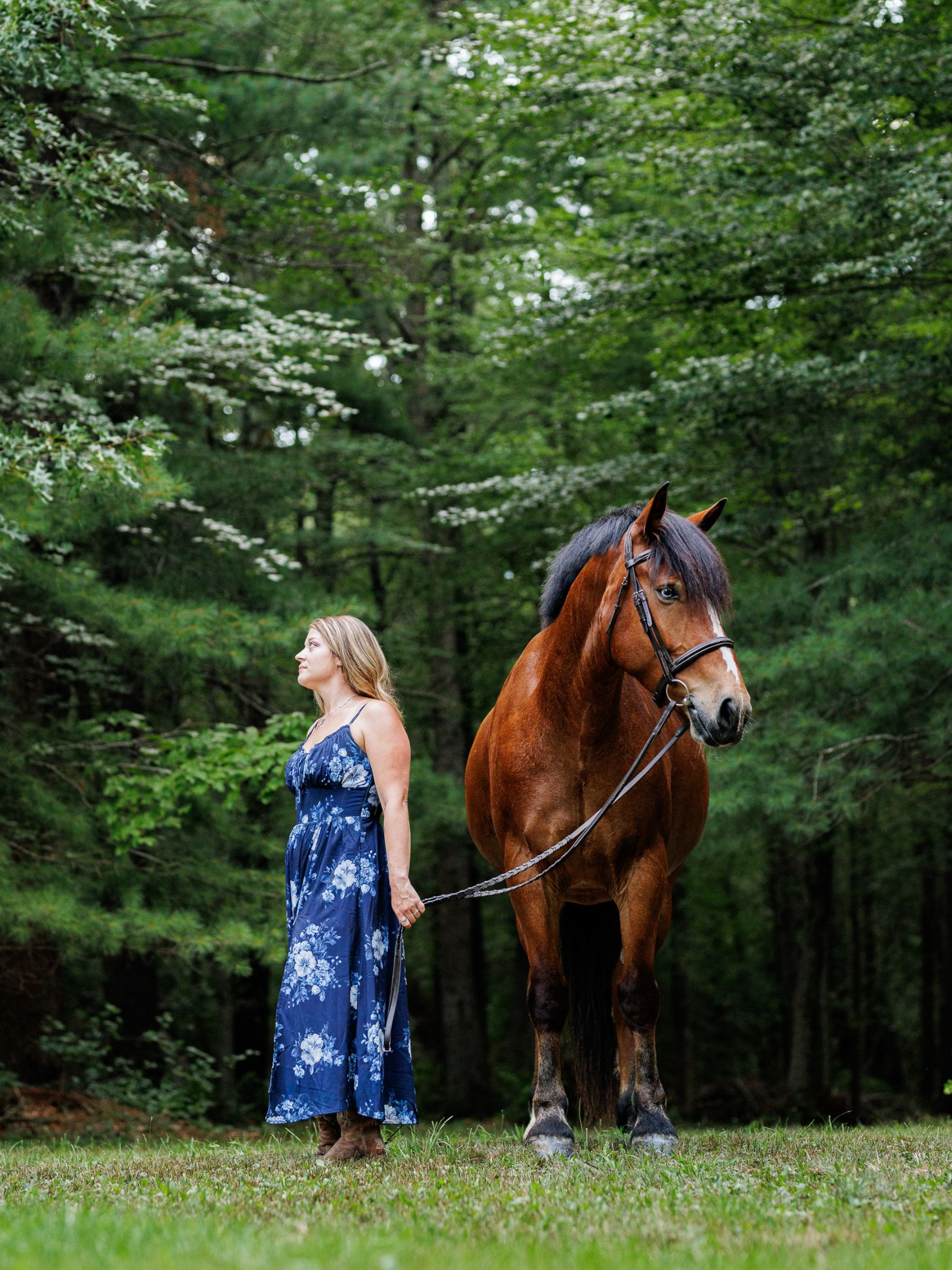 equestrian photography - man riding a brown horse during cattle sorting