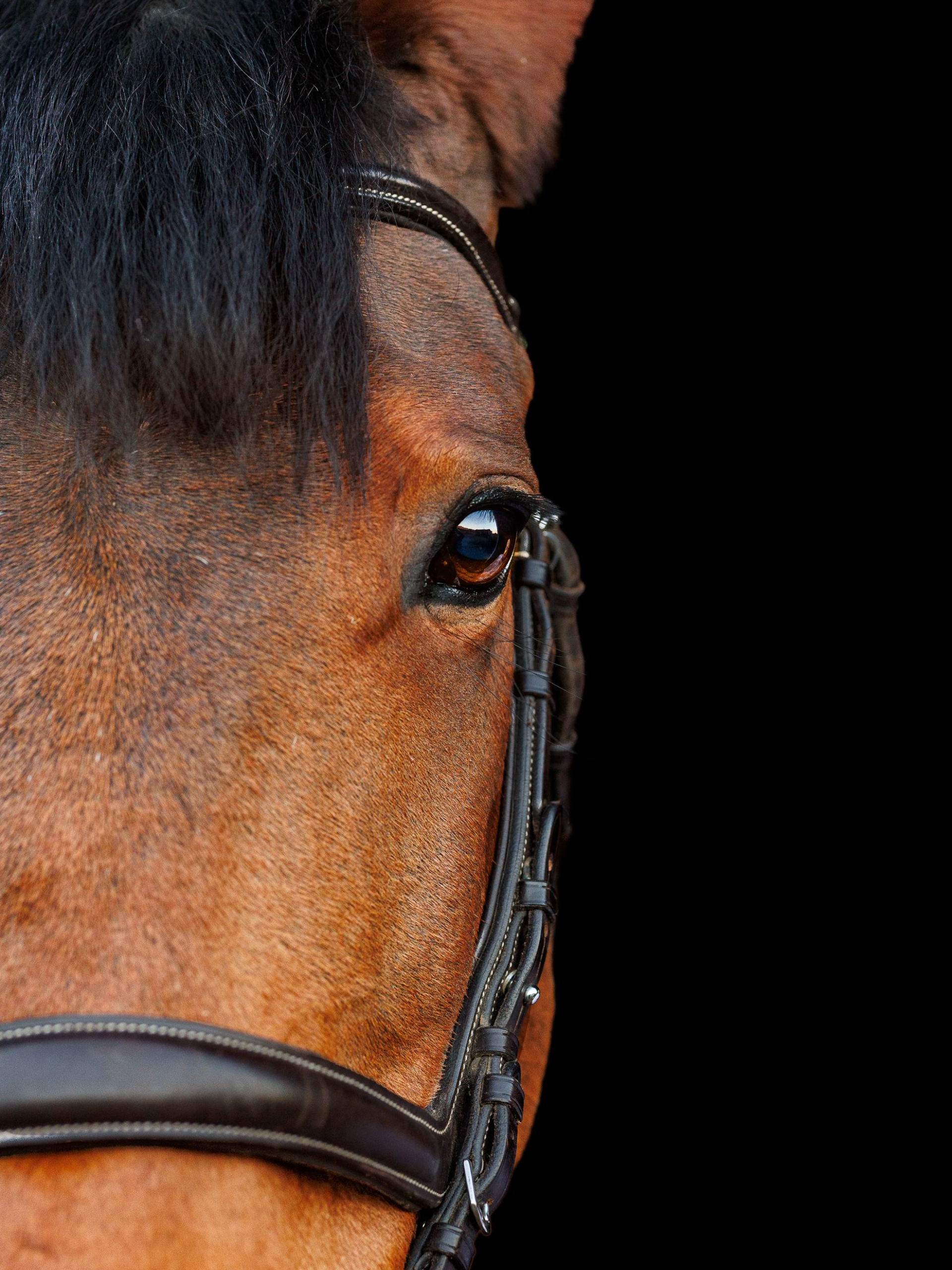 equestrian photography brown horse with box braids on a black background