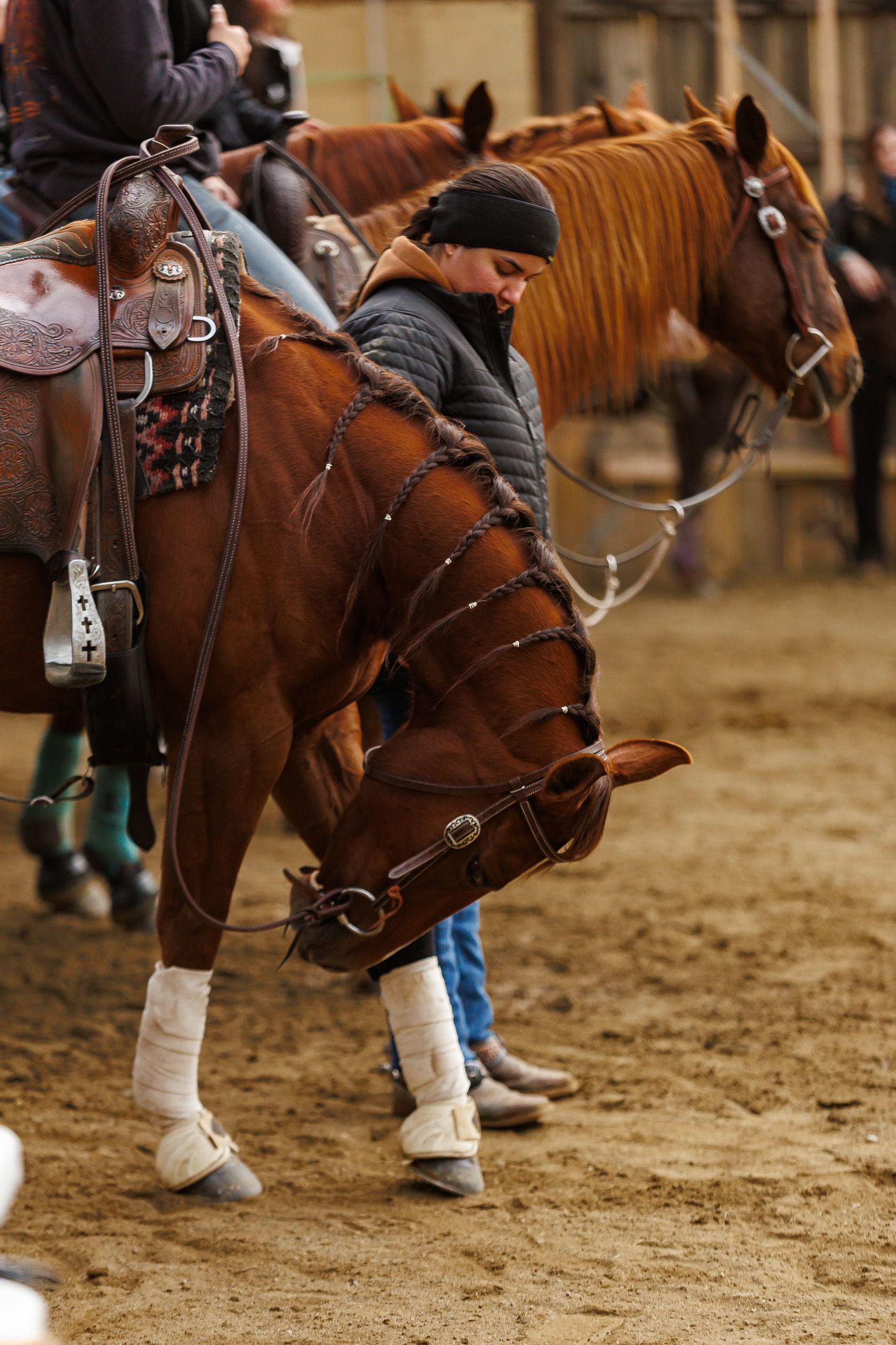 equestrian photography  brown horse with head down showing braids