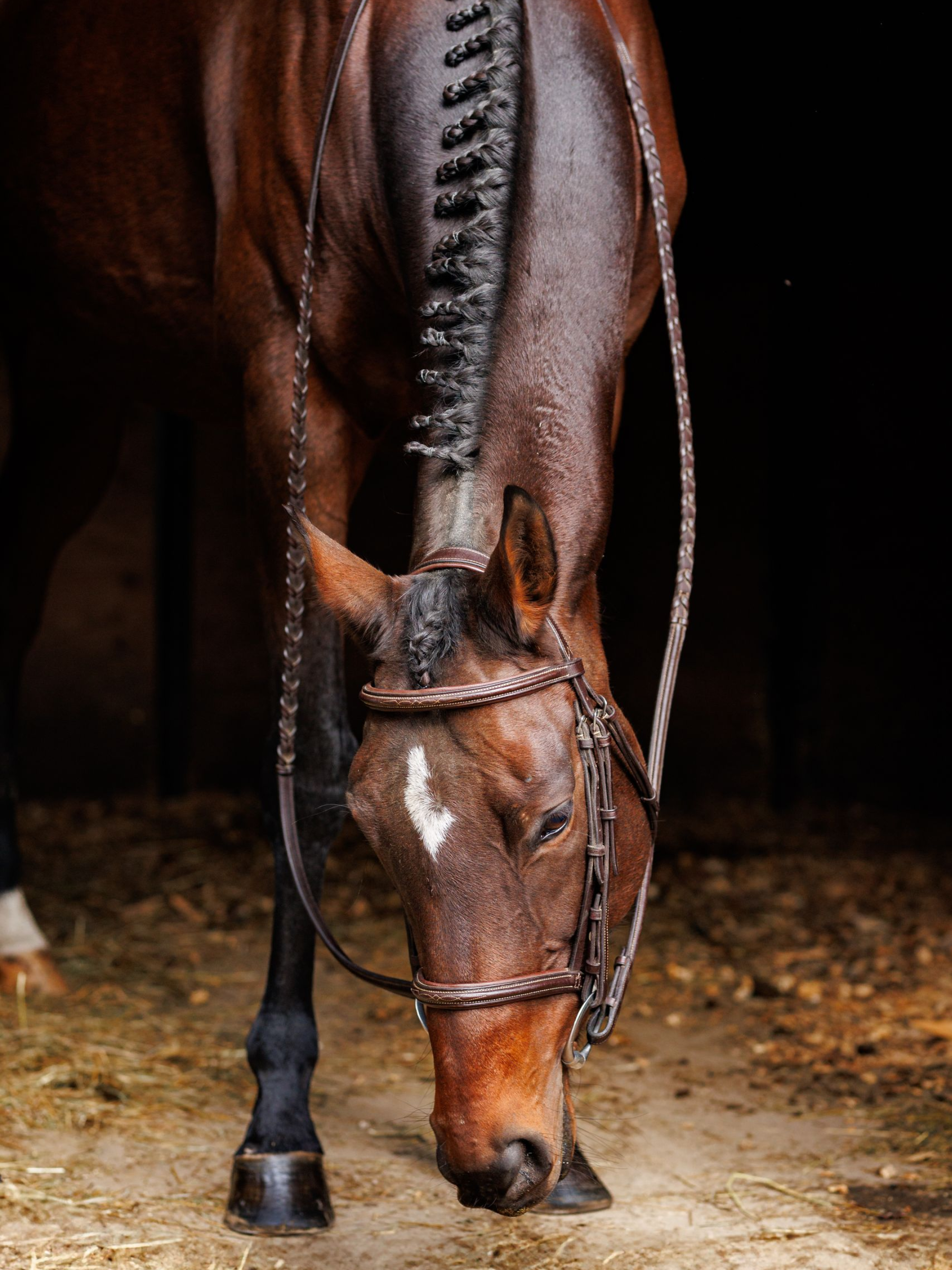 equestrian photography  girl riding a tan horse with an Ariat shirt