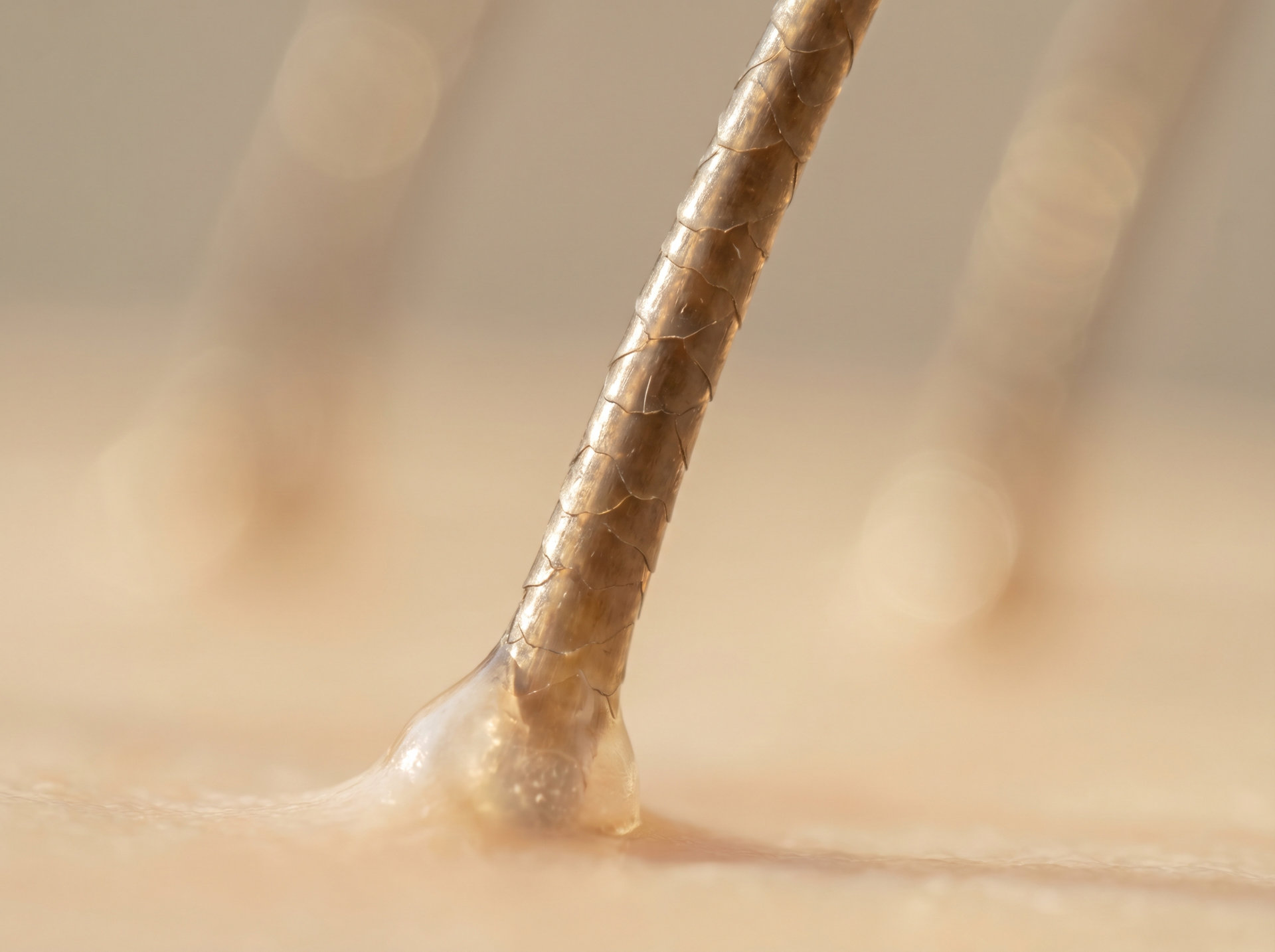 Imagem em close-up de um folículo piloso emergindo da pele lisa, com pouca profundidade de campo.