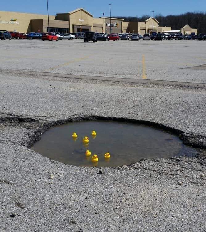 Pothole filled with water and yellow rubber ducks in a parking lot of a big box store.
