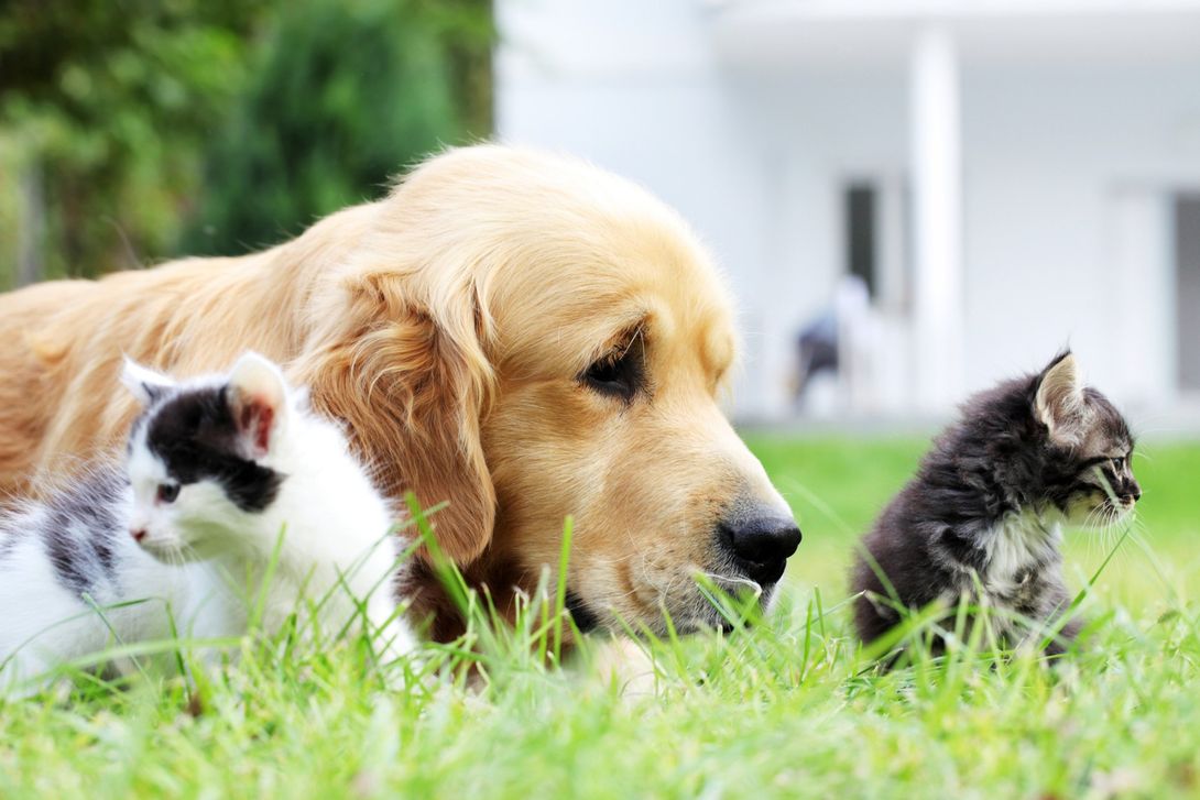 Cane e gatto