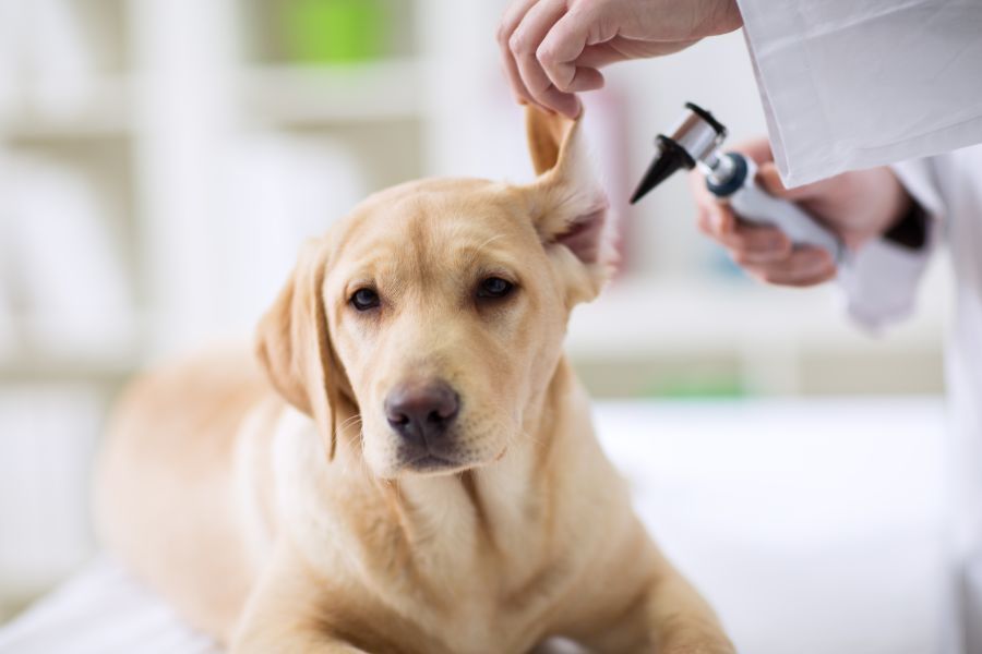 Visita a un cane